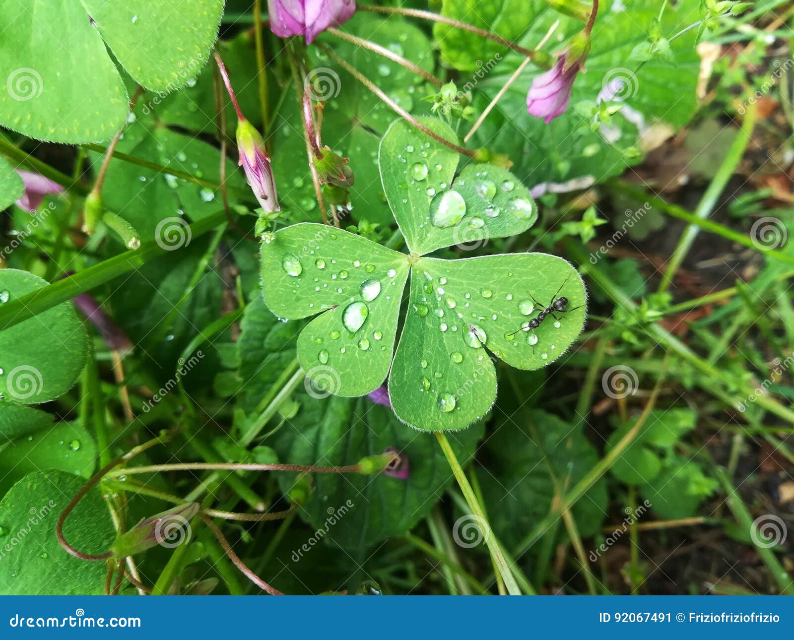 Prato Verde A Bassa Manutenzione Semi Di Microtrifoglio (Trifoglio Nano) Euromic - 250g Per Circa 125 Mq, Per Prati Ecologici E Resistenti Trifoglio Prato Ecologico - Foto 5