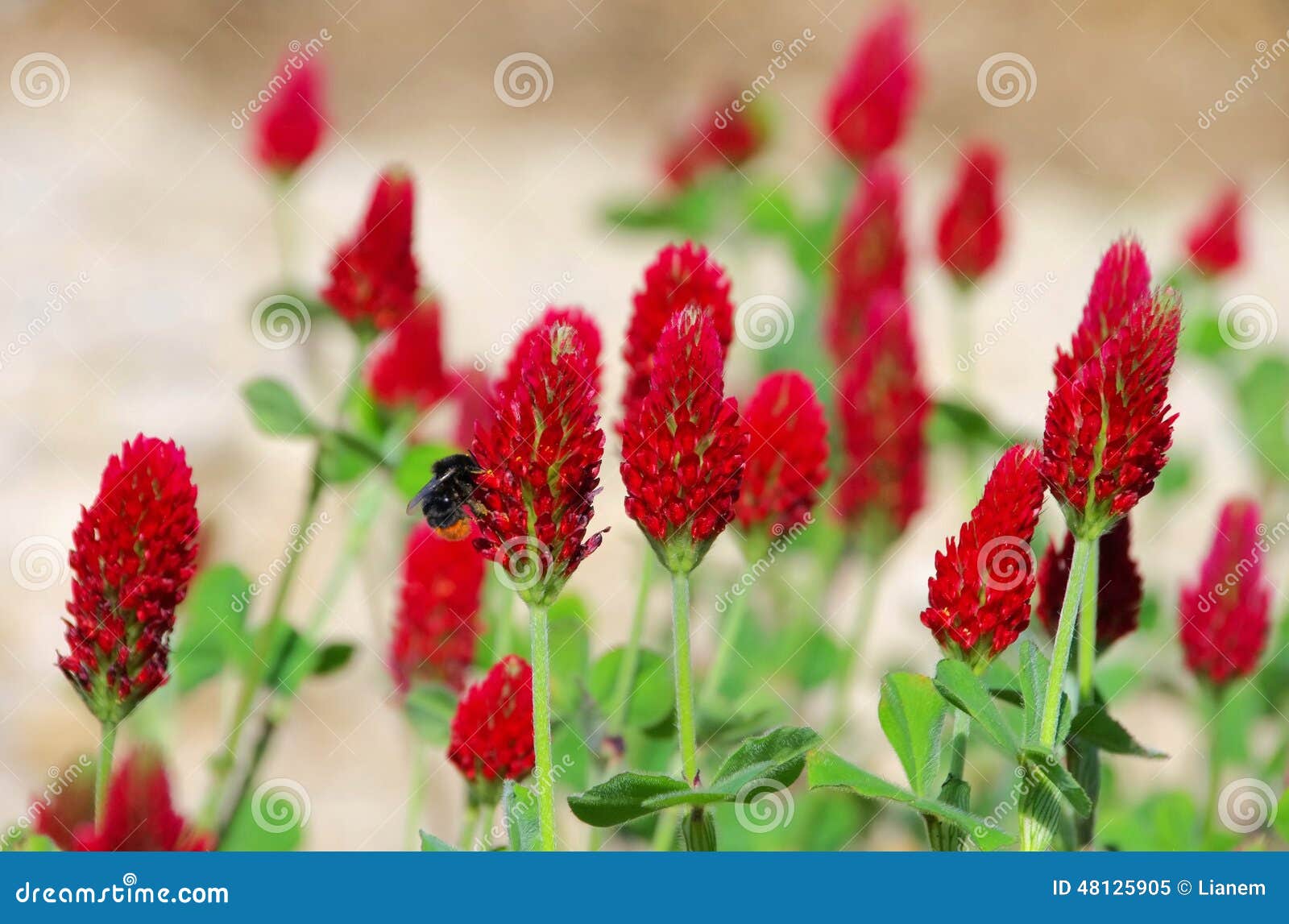 Trifoglio Incarnato - Sentieri Natura Mussolente - Foto 7