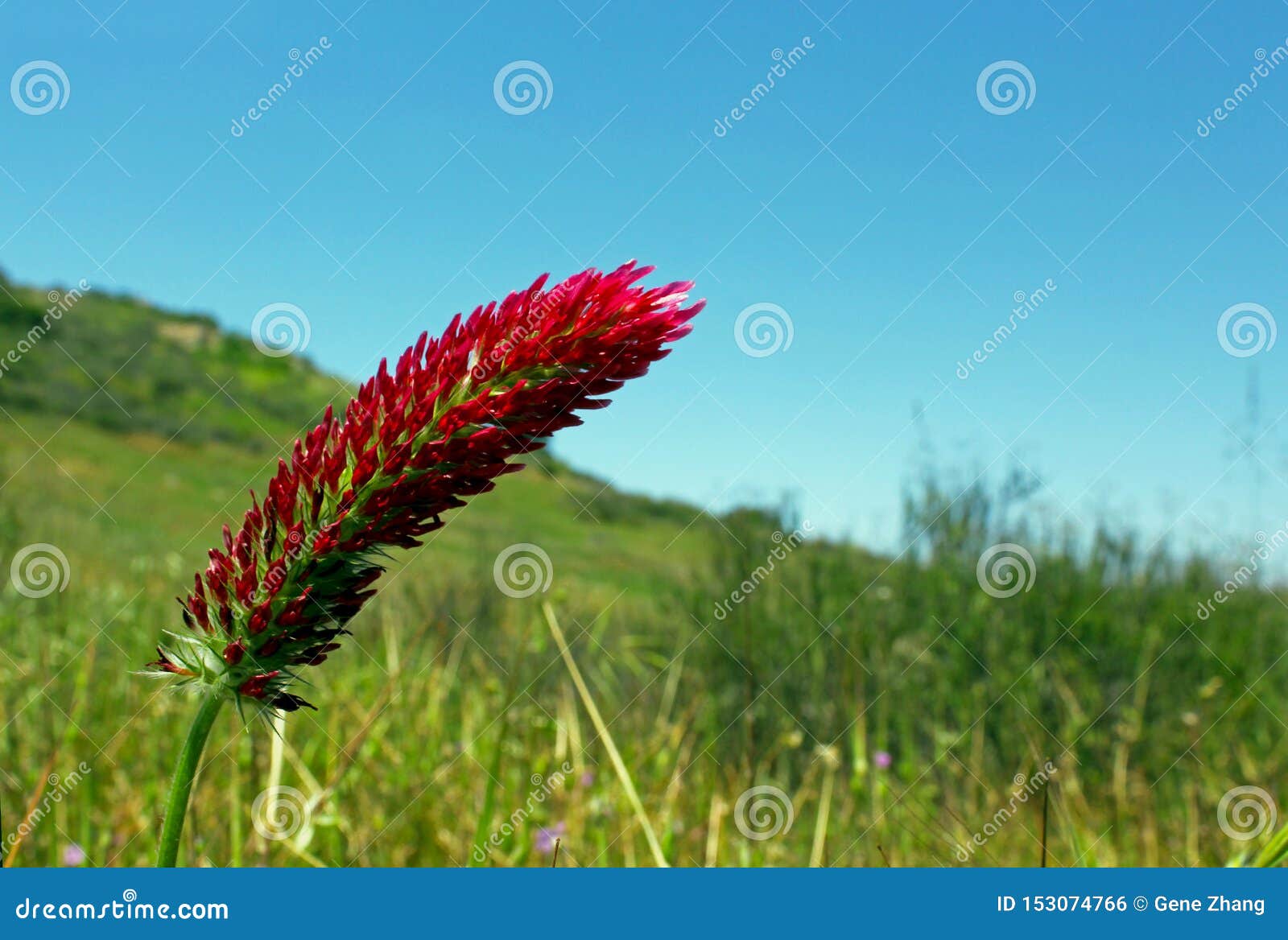 crimson clover or italian clover