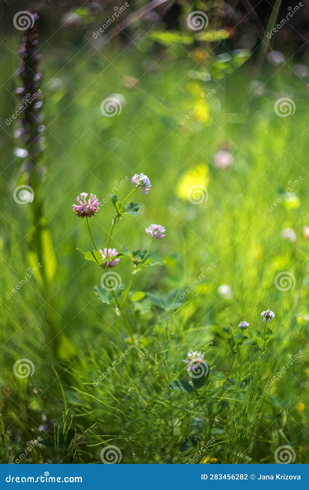trifolium pratense - pink clover flowers of a meadow flower growing in a summer meadow in the background of a beautiful soft bokeh