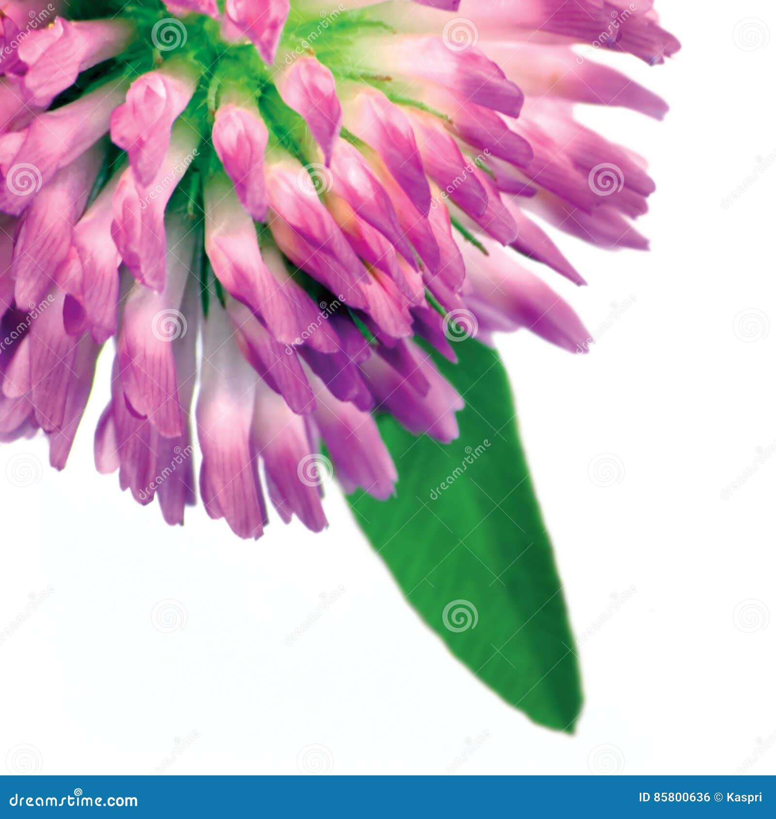 trifolium pratense red clover flower head and leaves macro closeup,  studio shot