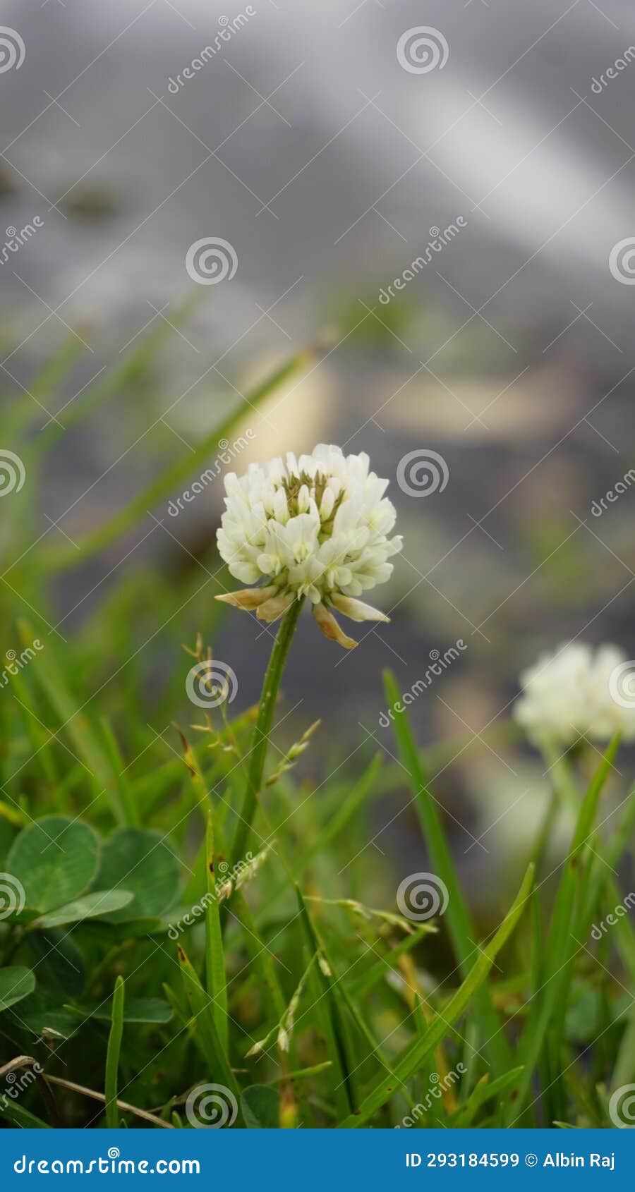 trifolium repens also known as white dutch clover, ladino clover, white trefoil, ladino