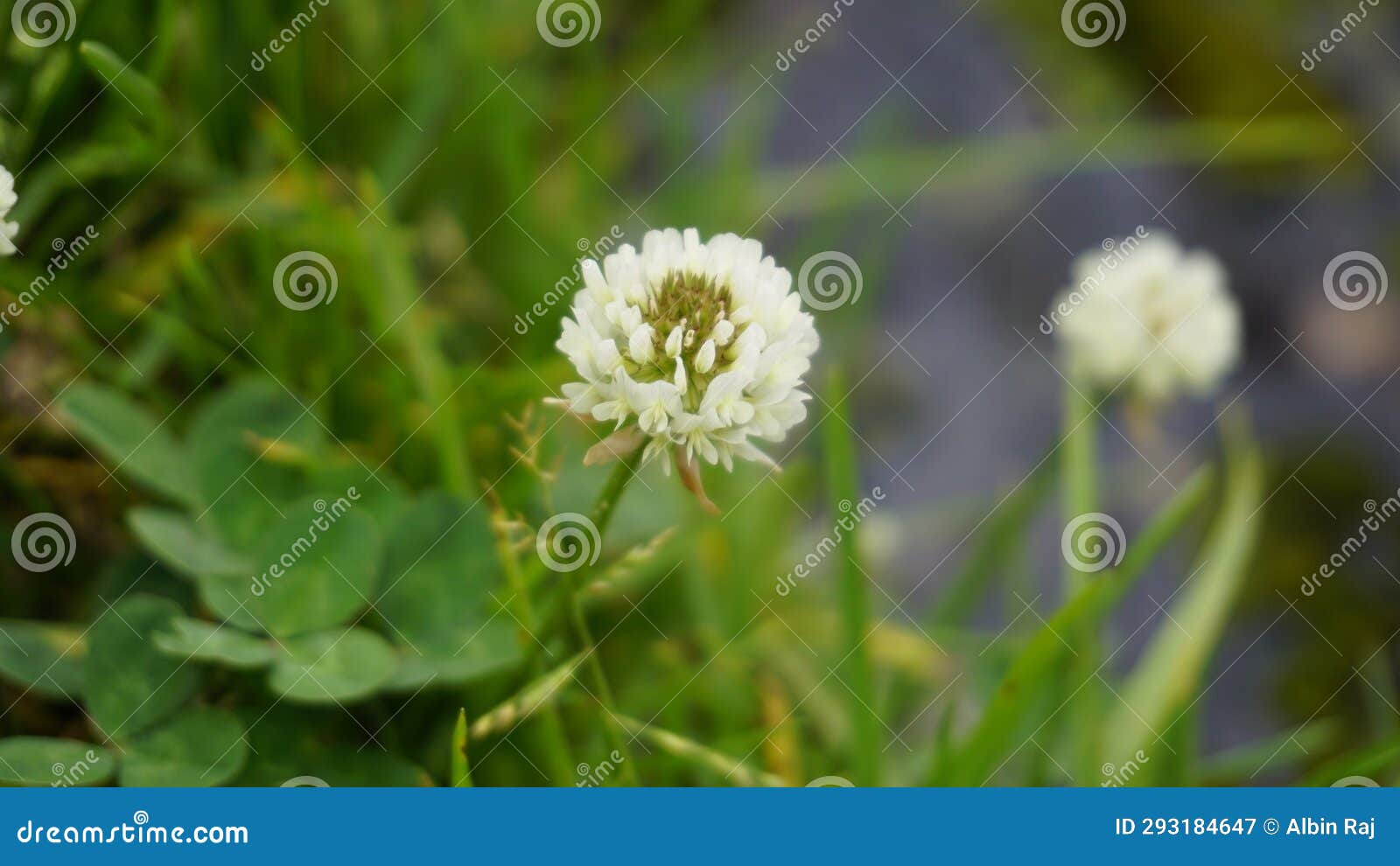 trifolium repens also known as white dutch clover, ladino clover, white trefoil, ladino