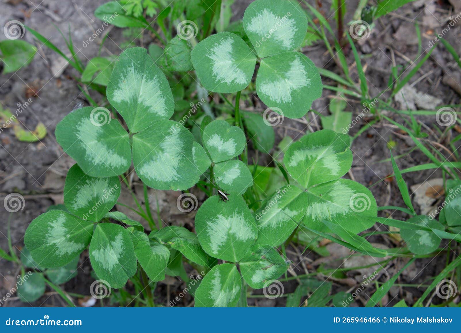 trifolium repens, the white clover also known as dutch clover, ladino clover, or ladino, dutch