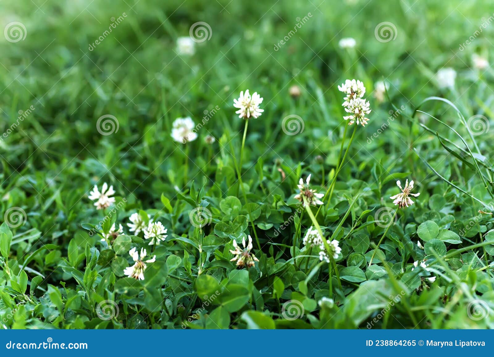 trifolium repens, white clover , dutch clover, ladino clover, or ladino dry and wilted flowers in a clearing, diseased or withered