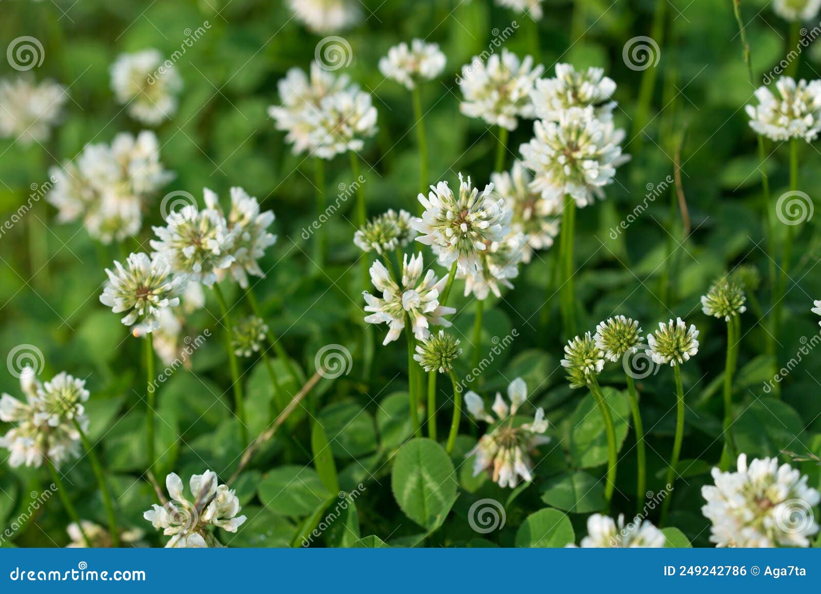 trifolium repens, white clover flowers closeup selective focus