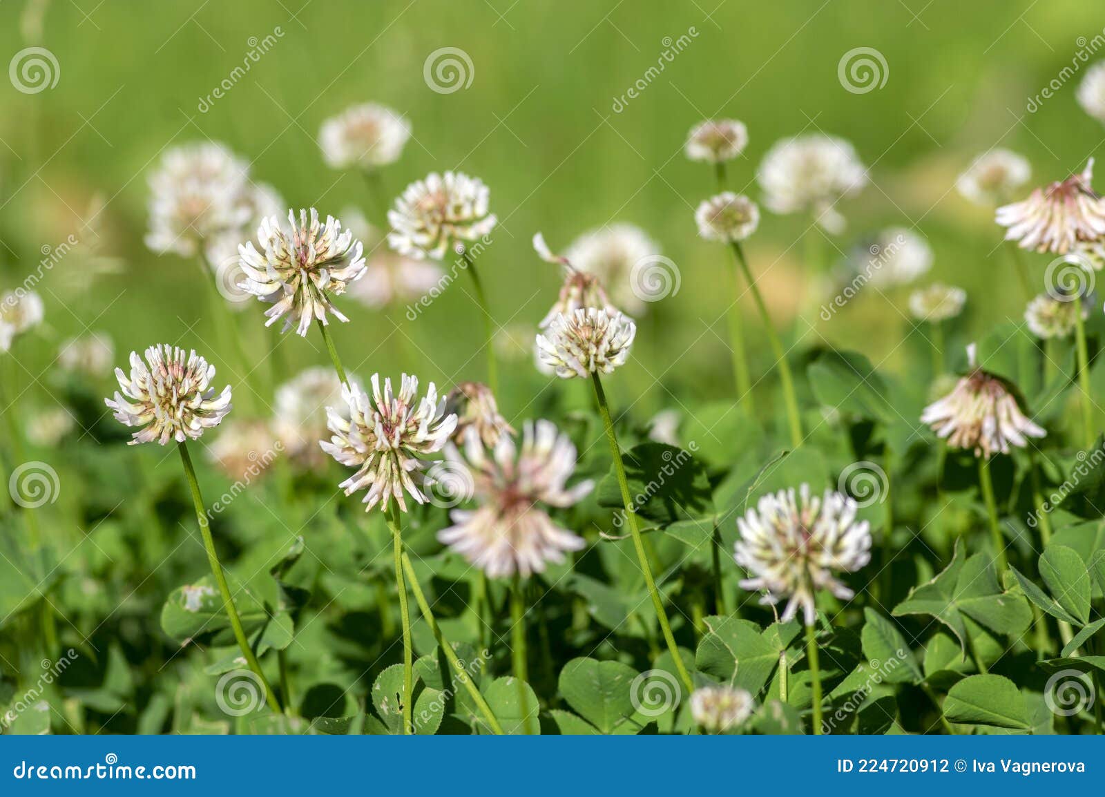 trifolium repens white dutch ladino clover wild flowering plant, white meadow flowers in bloom