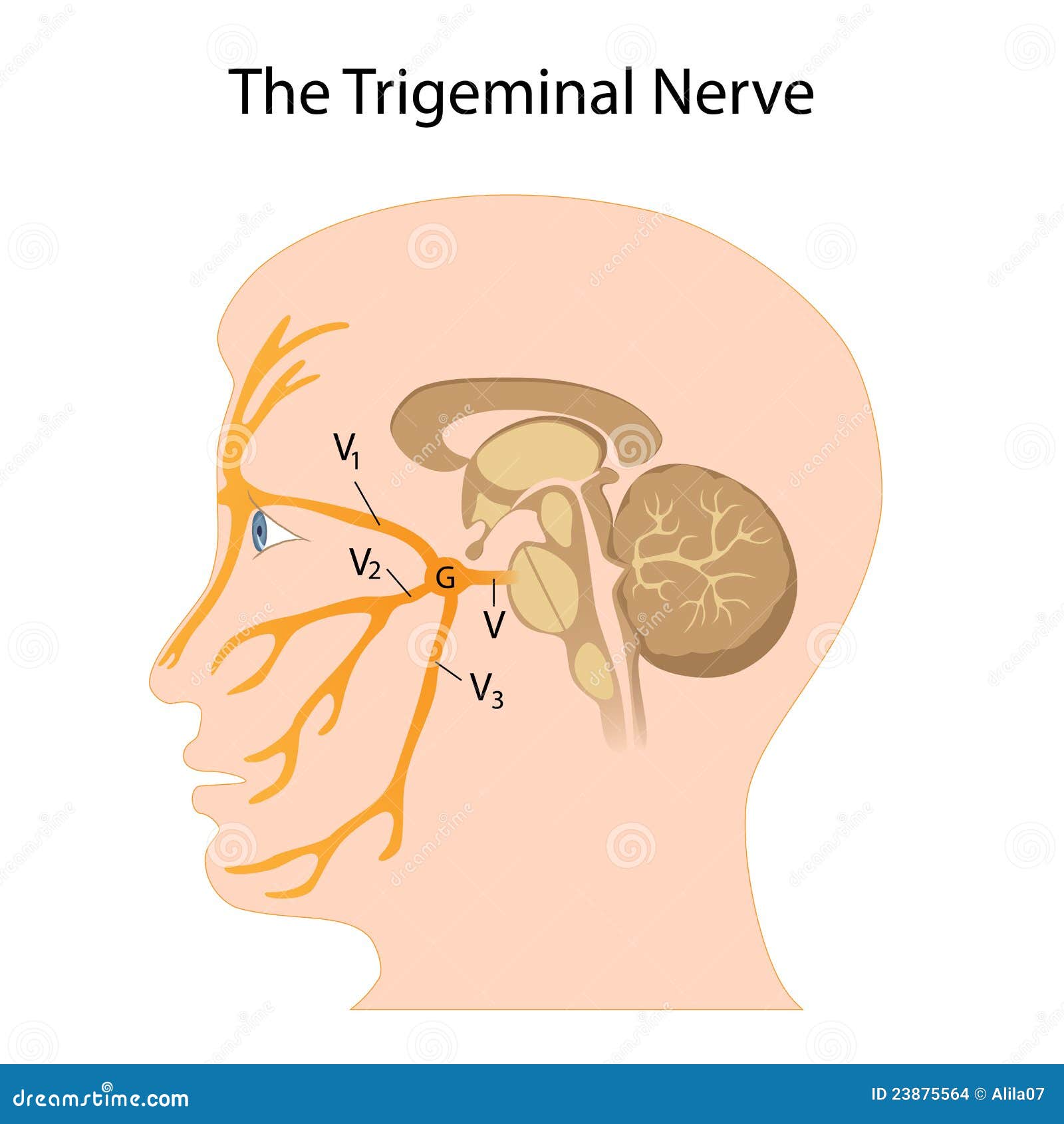 Trigeminal Nerve Stock Illustrations – 470 Trigeminal Nerve Stock Illustrations, Vectors & Clipart - Dreamstime Trigeminal Nerve Stock Illustrations – 470 Trigeminal Nerve Stock Illustrations, Vectors & Clipart - Dreamstime