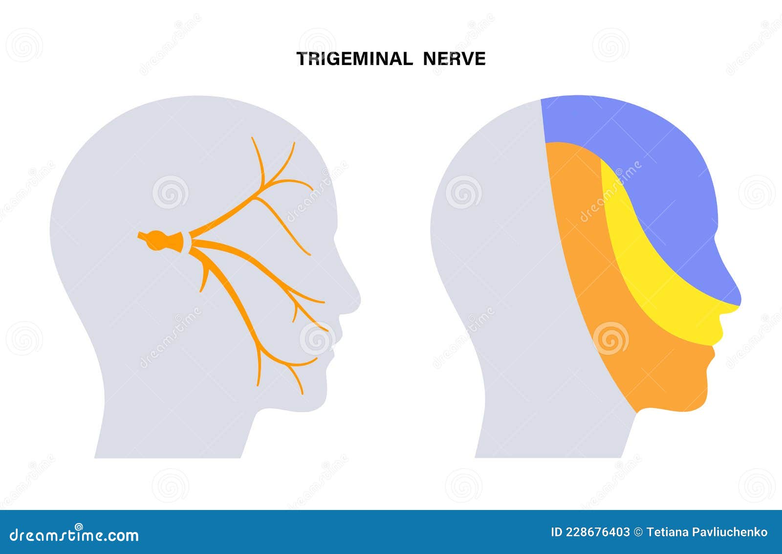 Trigemial nerve illustration. Ophtalmic, Maxillary and mandibular nerve  Stock Illustration