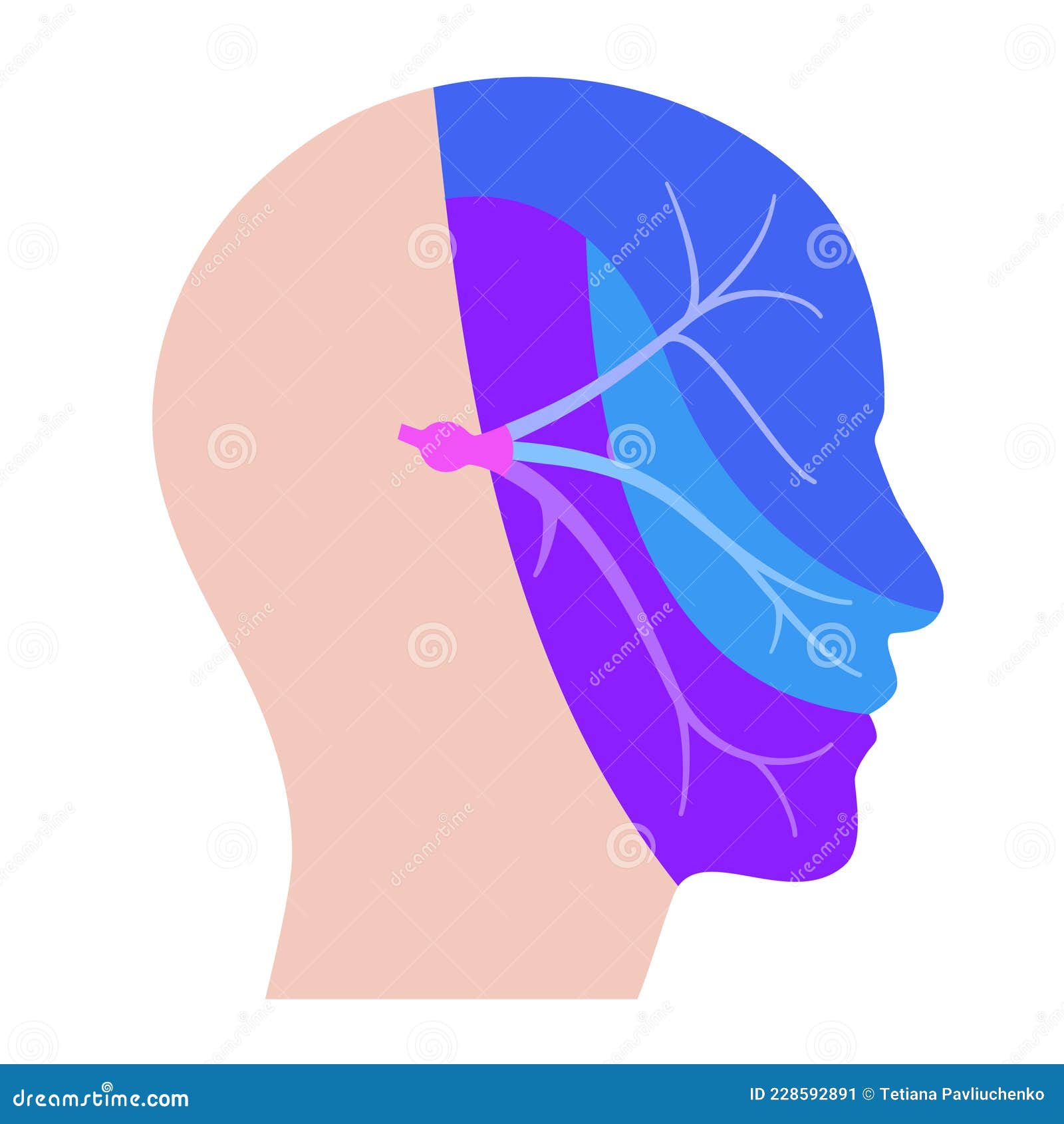 Mandibula Diagram