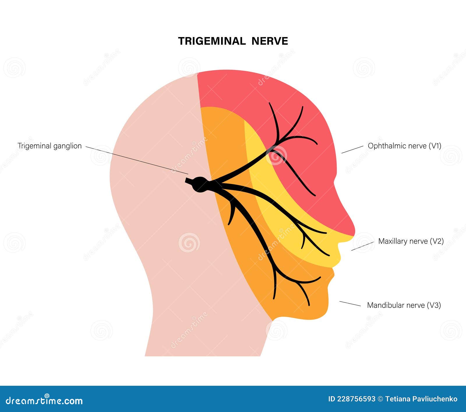 Mandibula Diagram