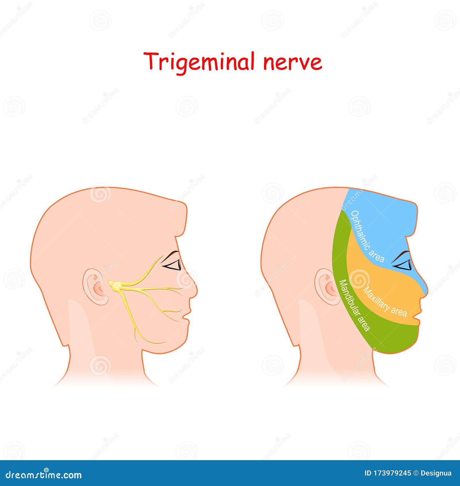 trigeminal nerve and main areas of innervation. head neurology scheme