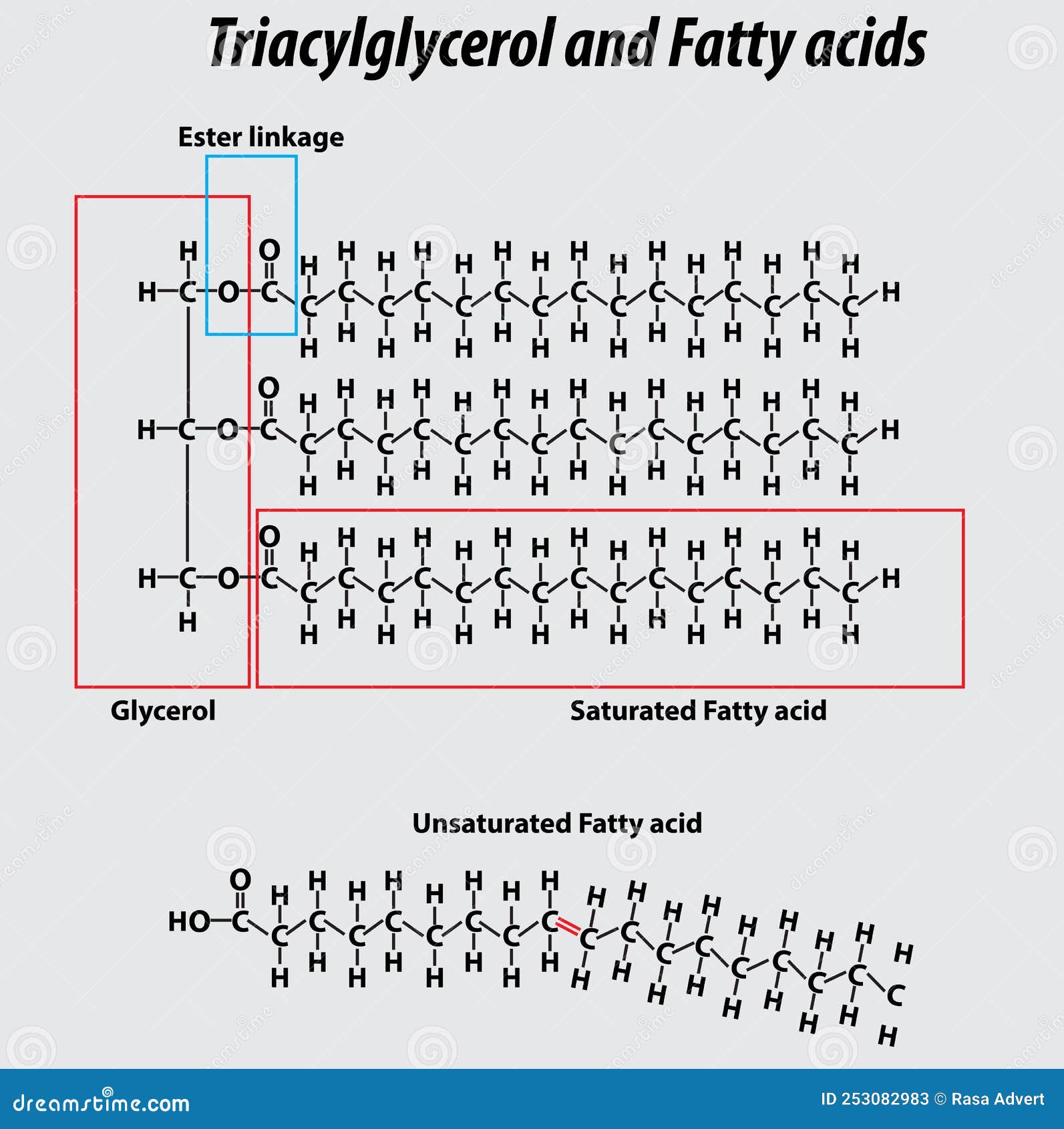 Saturated Fatty Acid Structure Diagram Fatty Acids