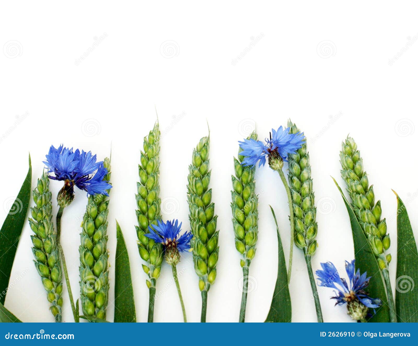 Trigo y cornflower azul - fondo