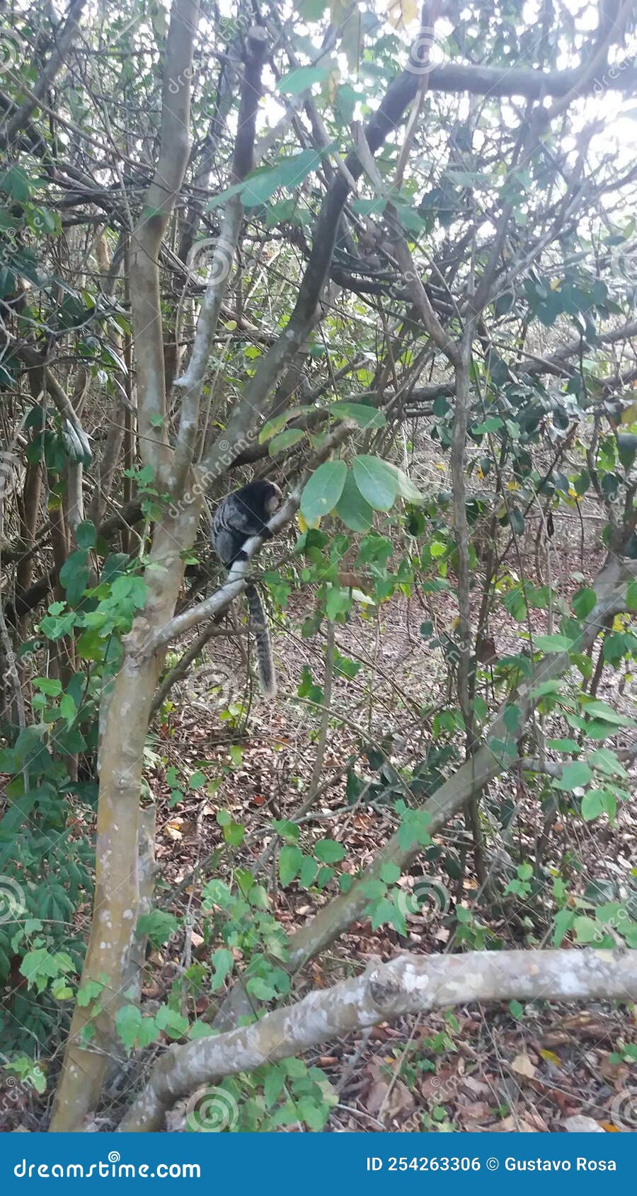 macaco na trilha do parque da pescaria, guarapari, espÃÂ­rito santo.