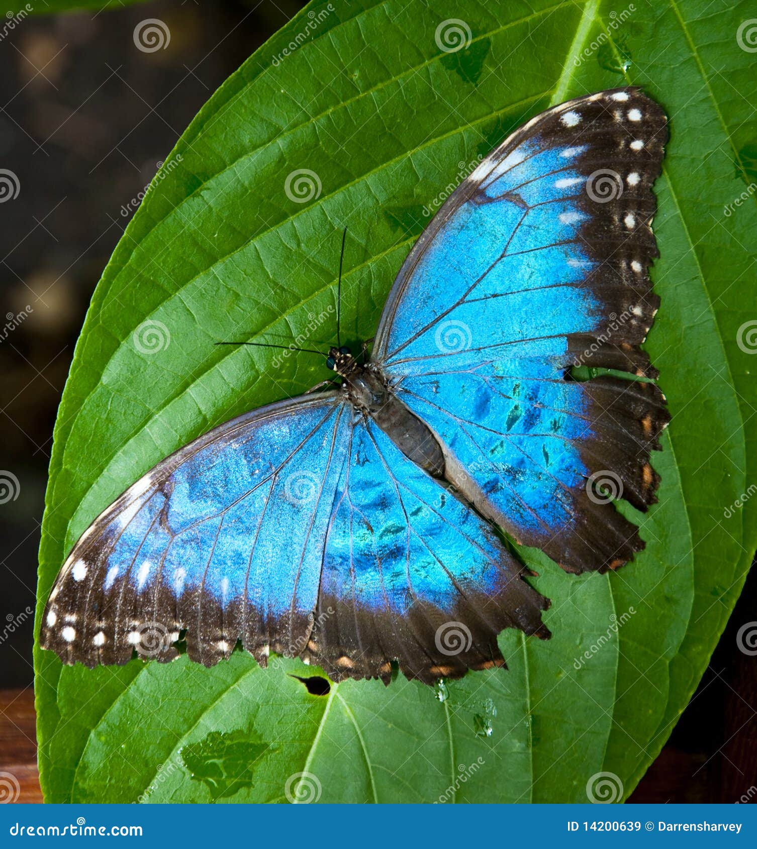 Wonderbaar Trillende Blauwe Vlinder stock afbeelding. Afbeelding bestaande QE-89