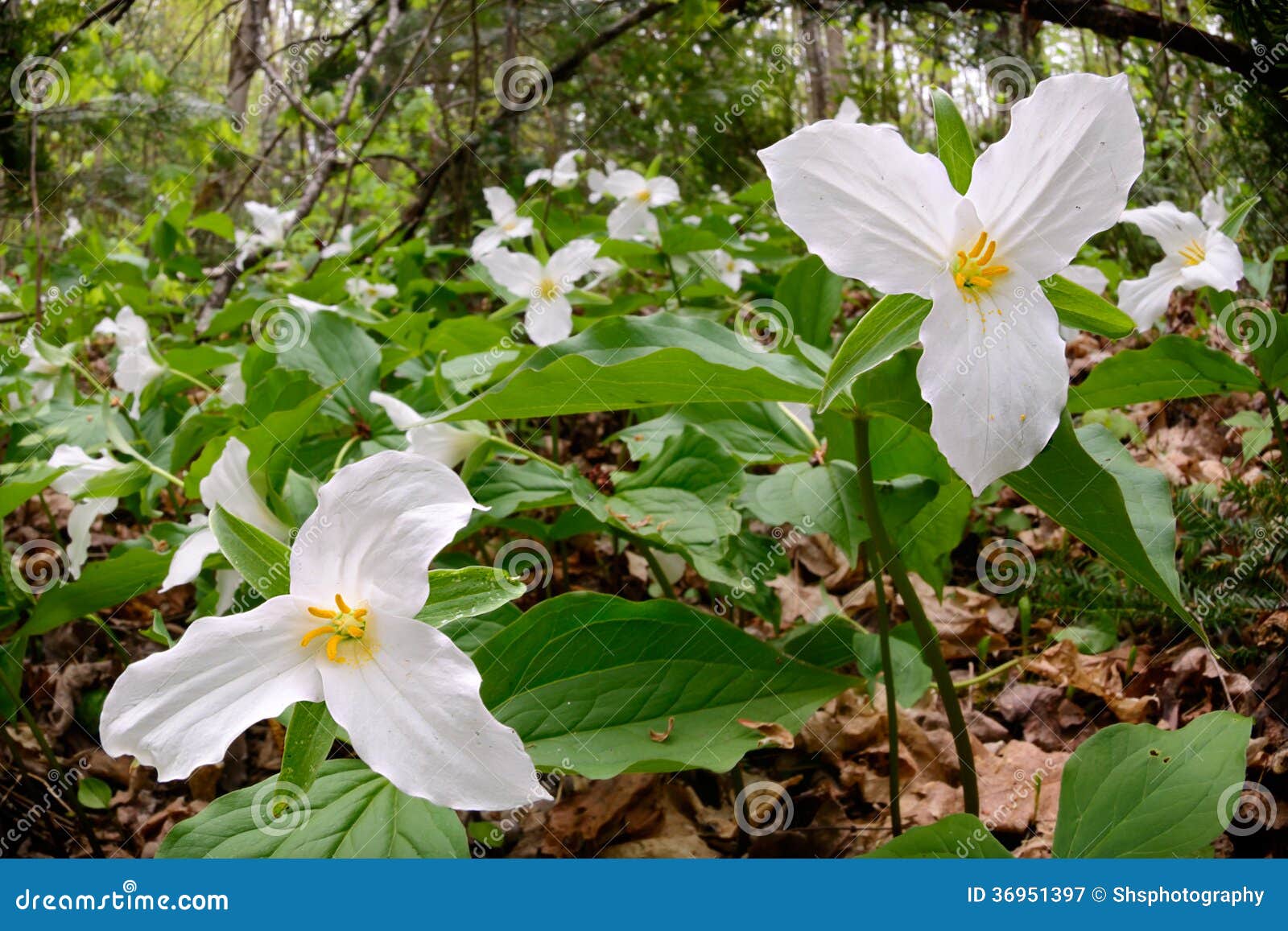 trillium bed - low angle