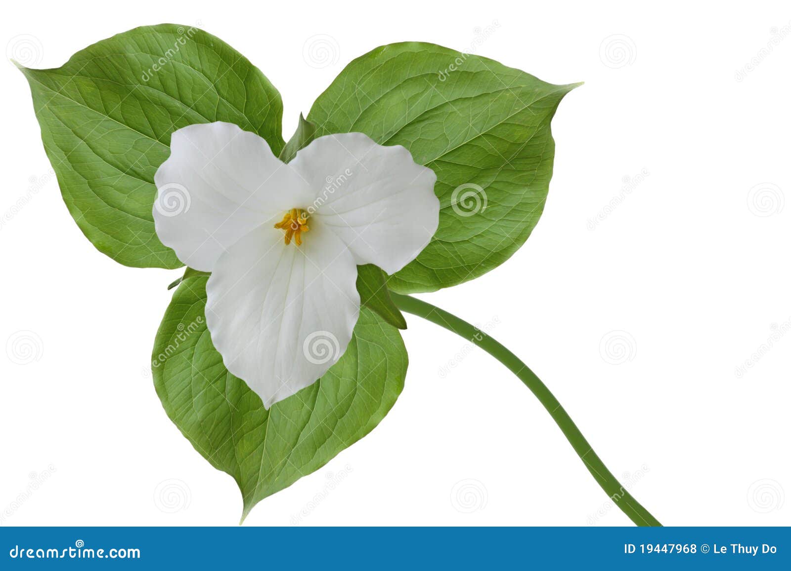 trillium grandiflorum