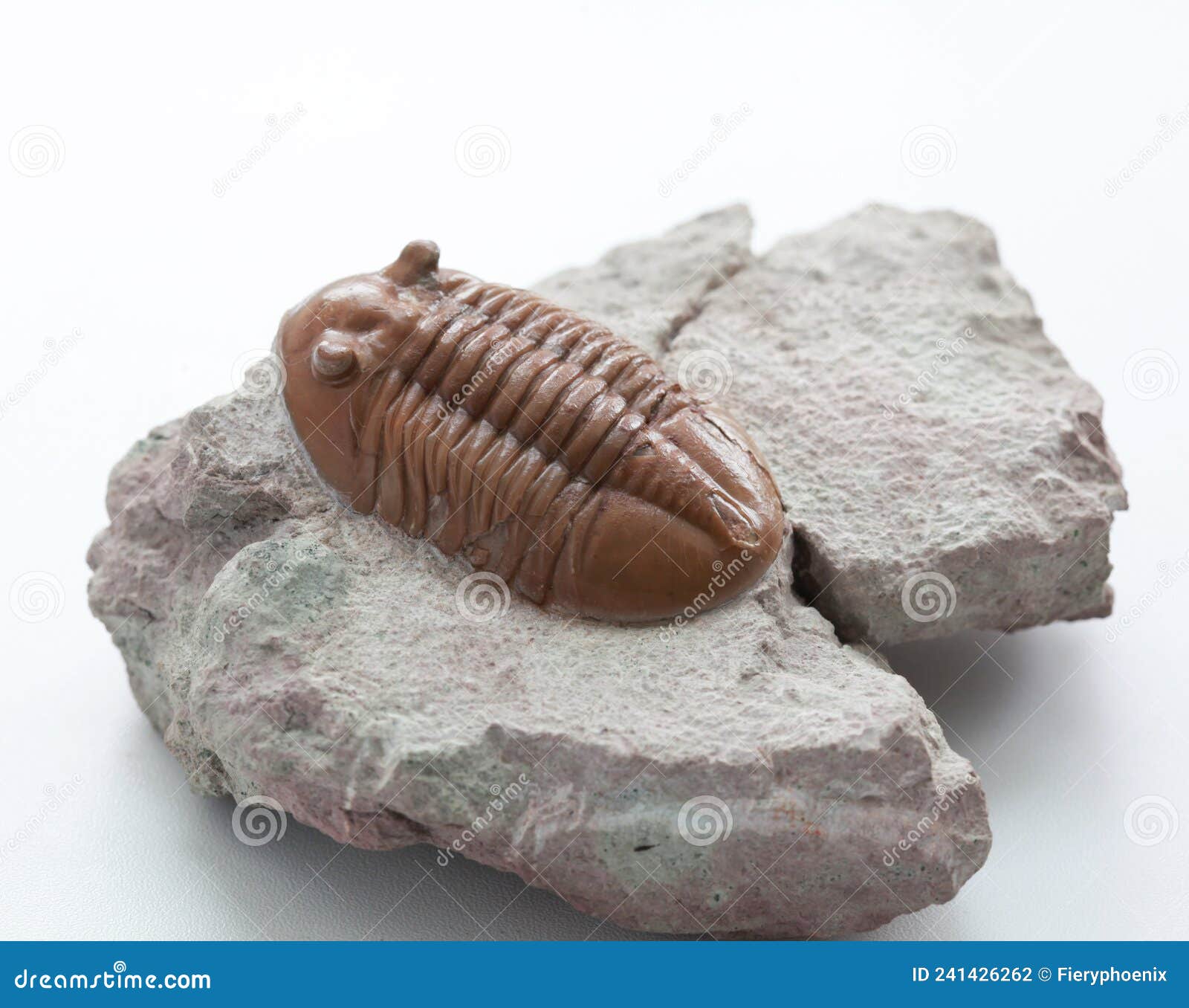 a trilobite asaphus on a white background, ordovician period.