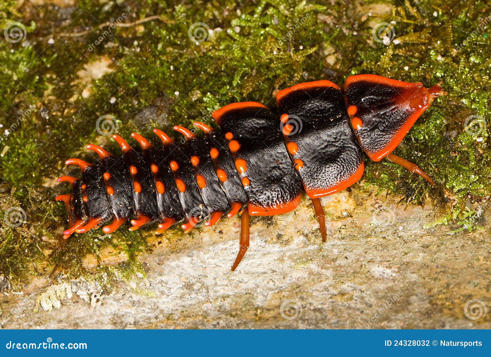 trilobite beetle