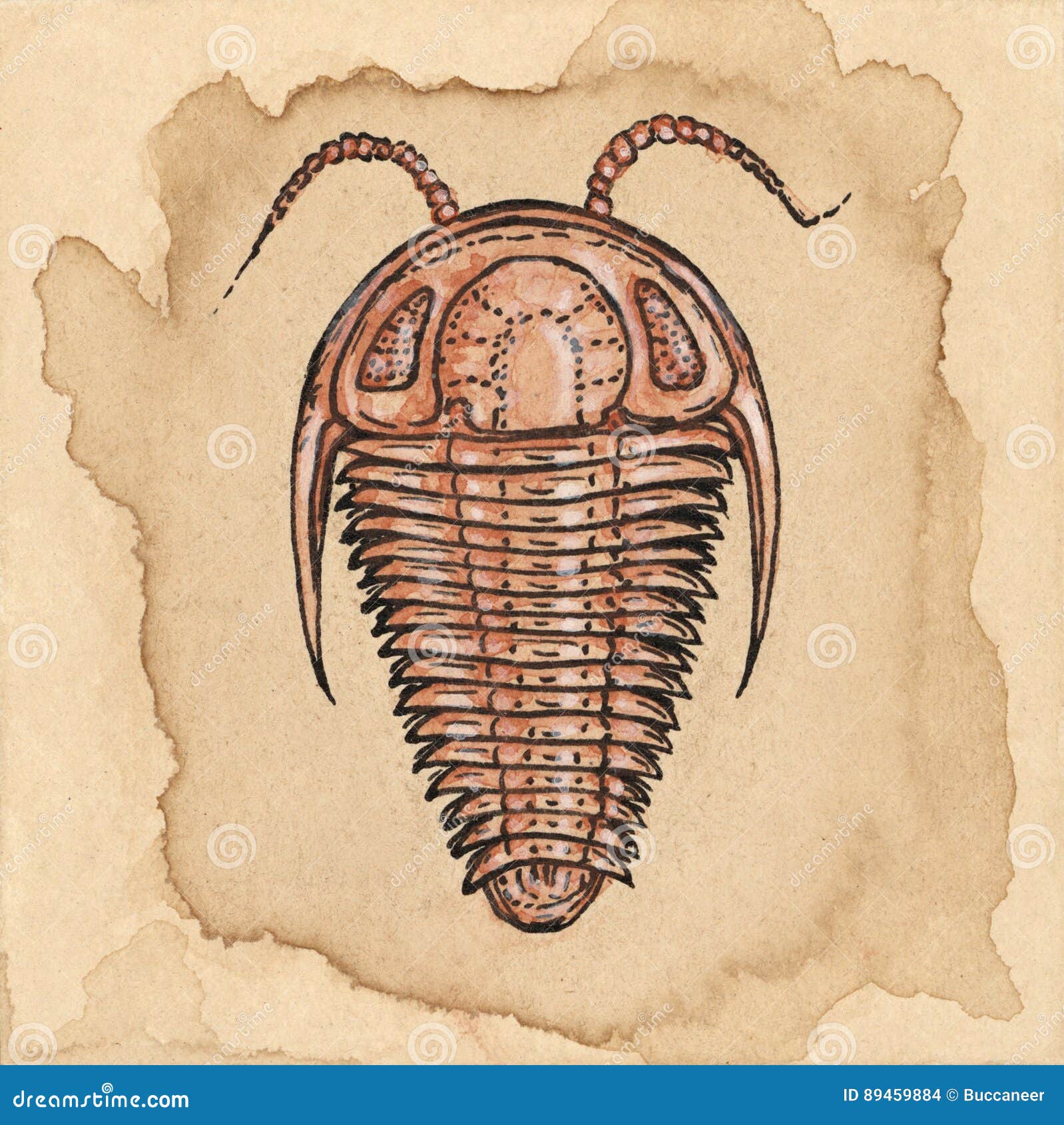 Trilobite drawing stock illustration. Illustration of paper 89459884