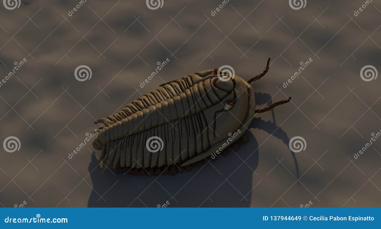 trilobite top-side view