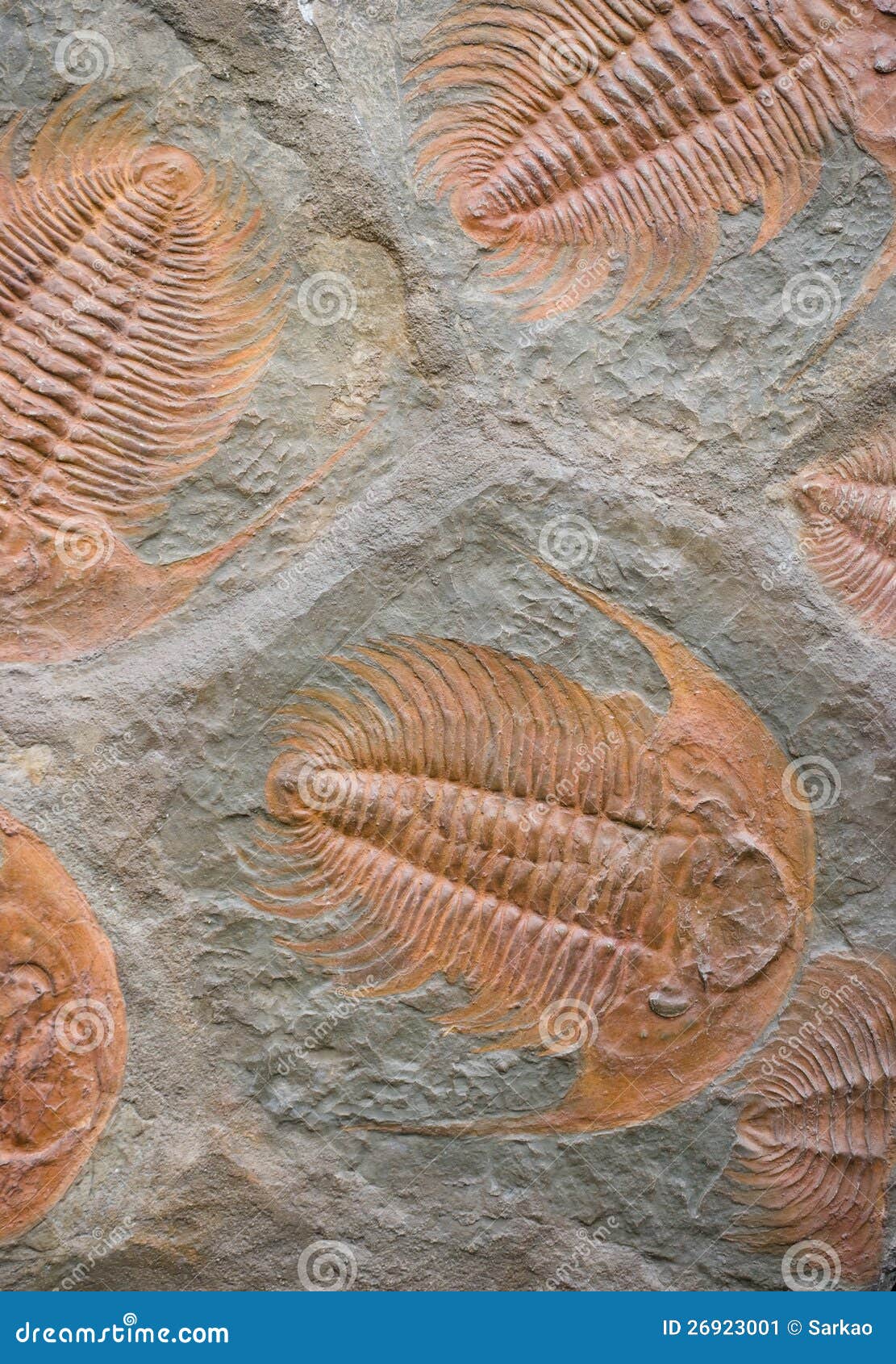 trilobites