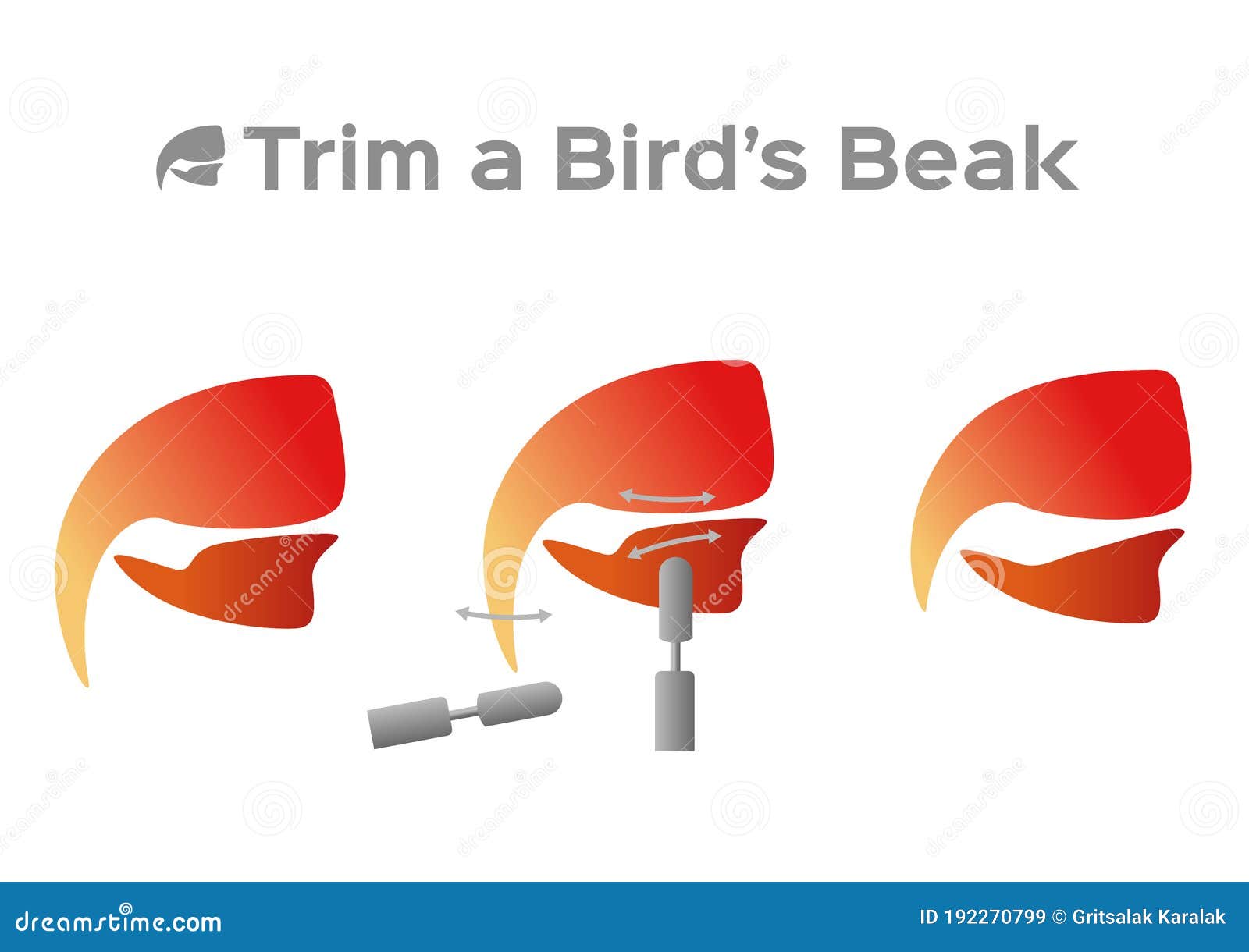 trim and cut bird beak structure anatomy / 