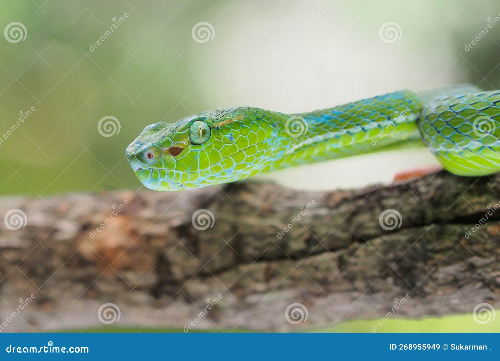 male trimeresurus (parias) hageni's viper hagen in a steady attacking stance against a natural background