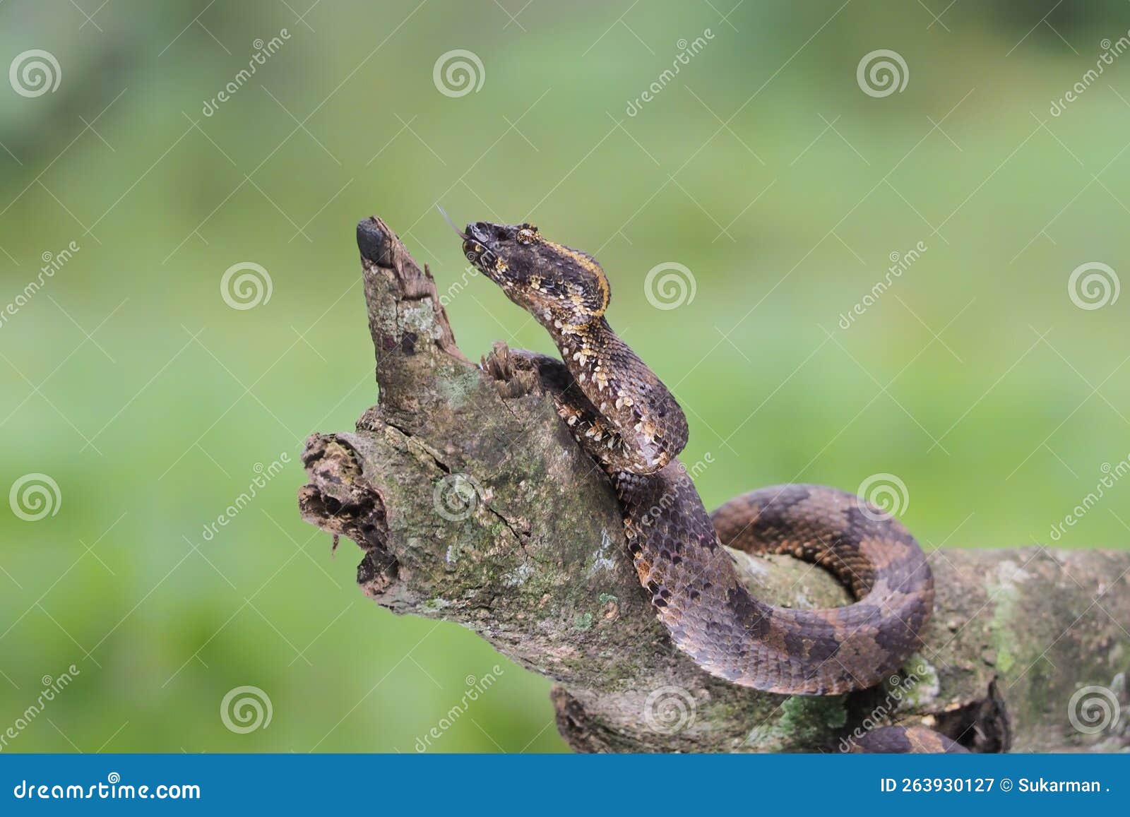 Trimeresurus Puniceus Snake Closeup on Wood, Trimeresurus Puniceus Stock Image Image of
