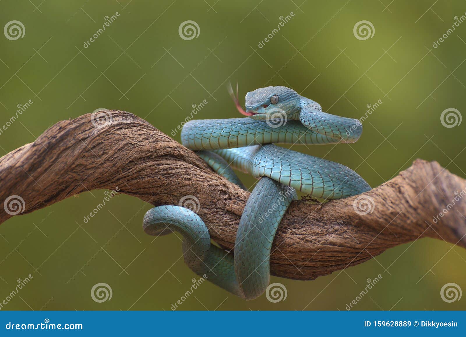 Cobra víbora azul no ramo cobra víbora azul insularis