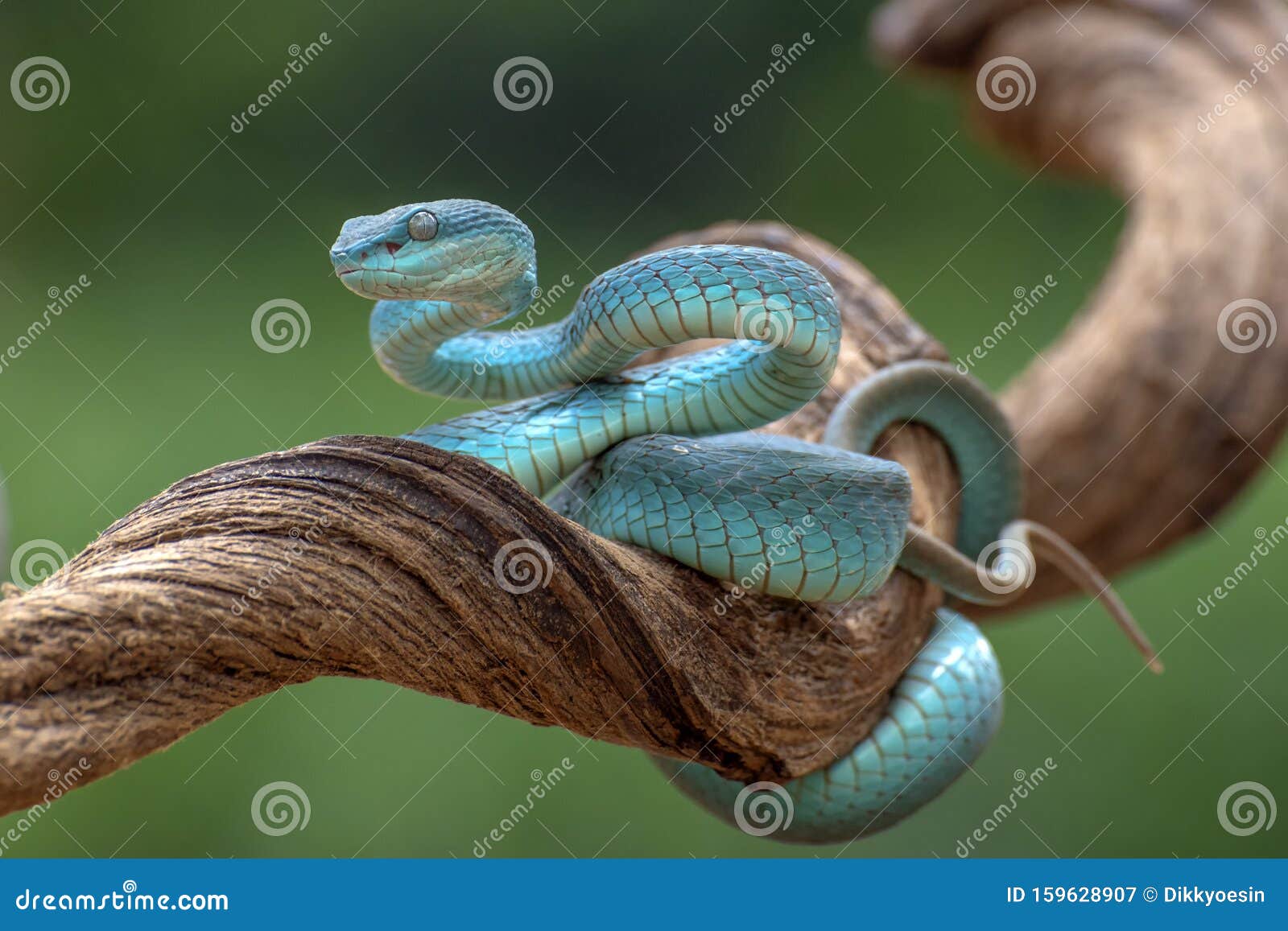 Serpente Azul-insularis Víbora Venenosa Imagem de Stock - Imagem