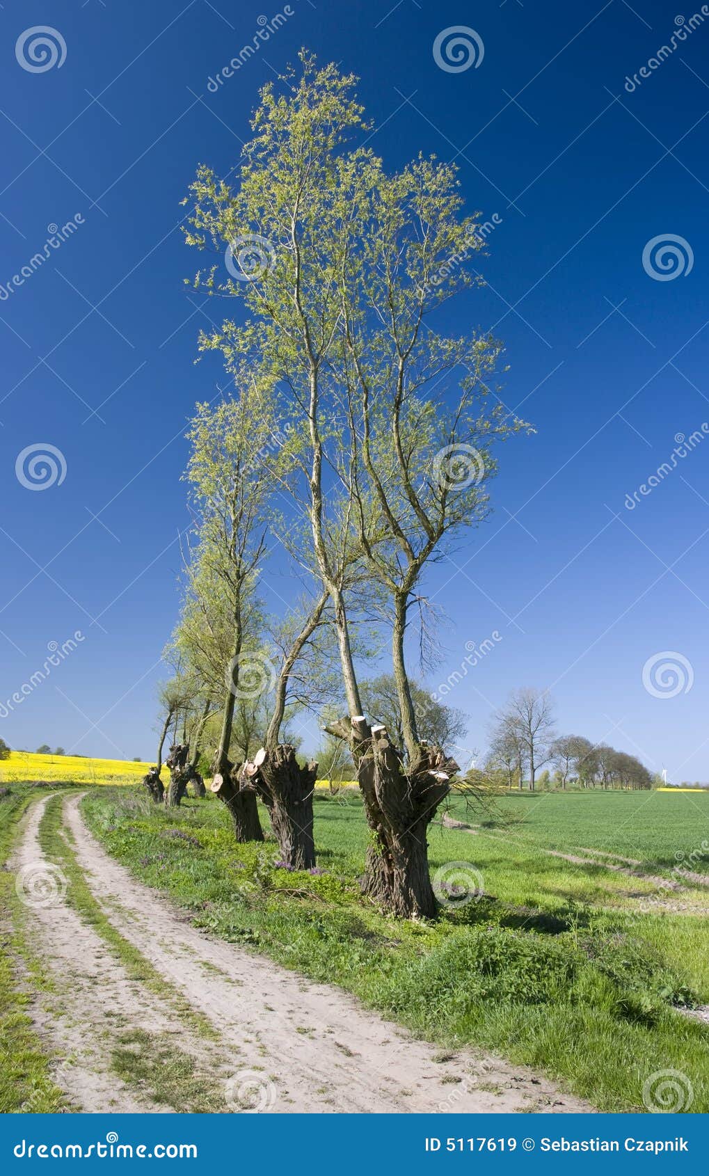 trimmed trees landscape