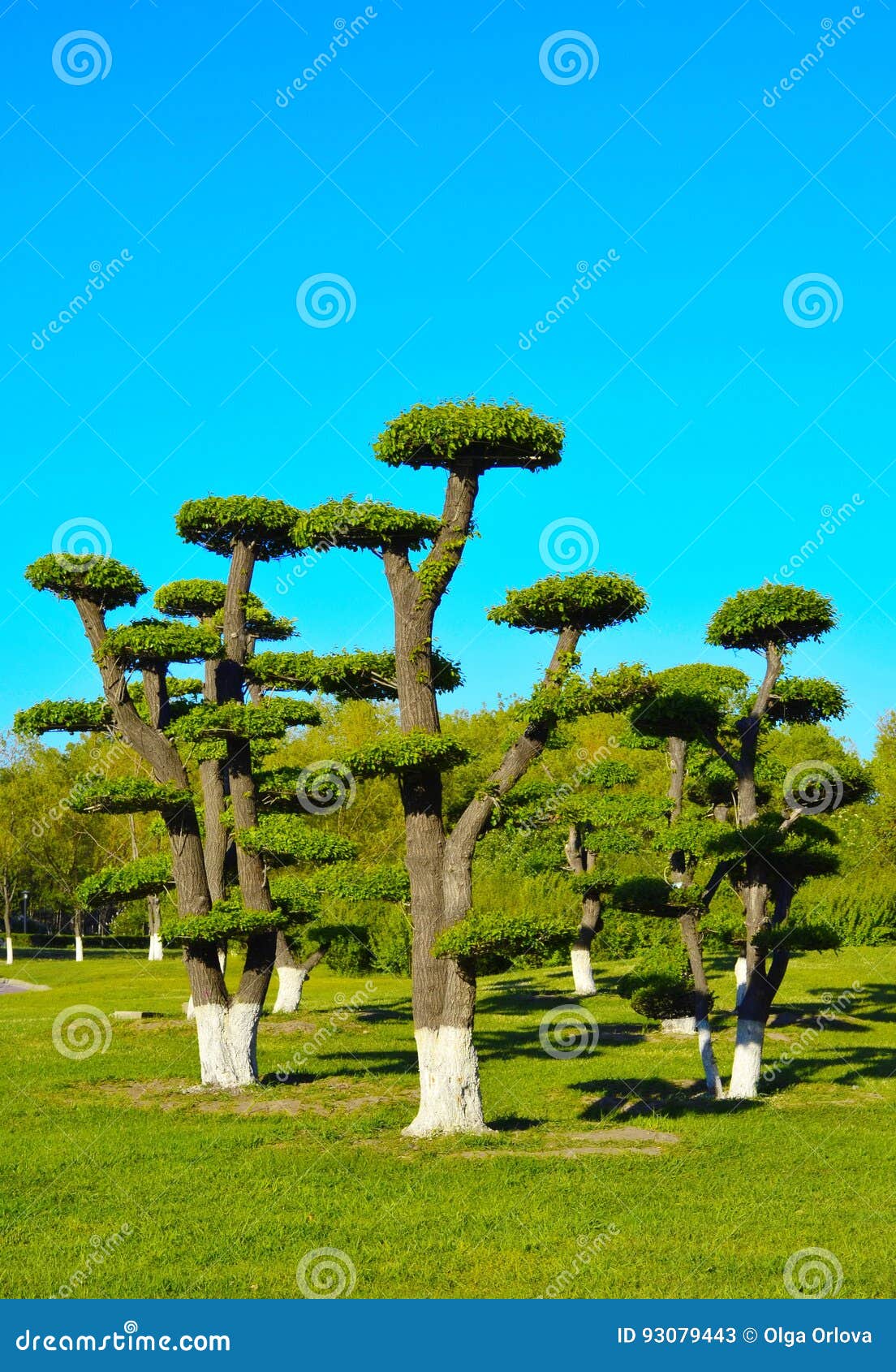 trimmed trees in the park