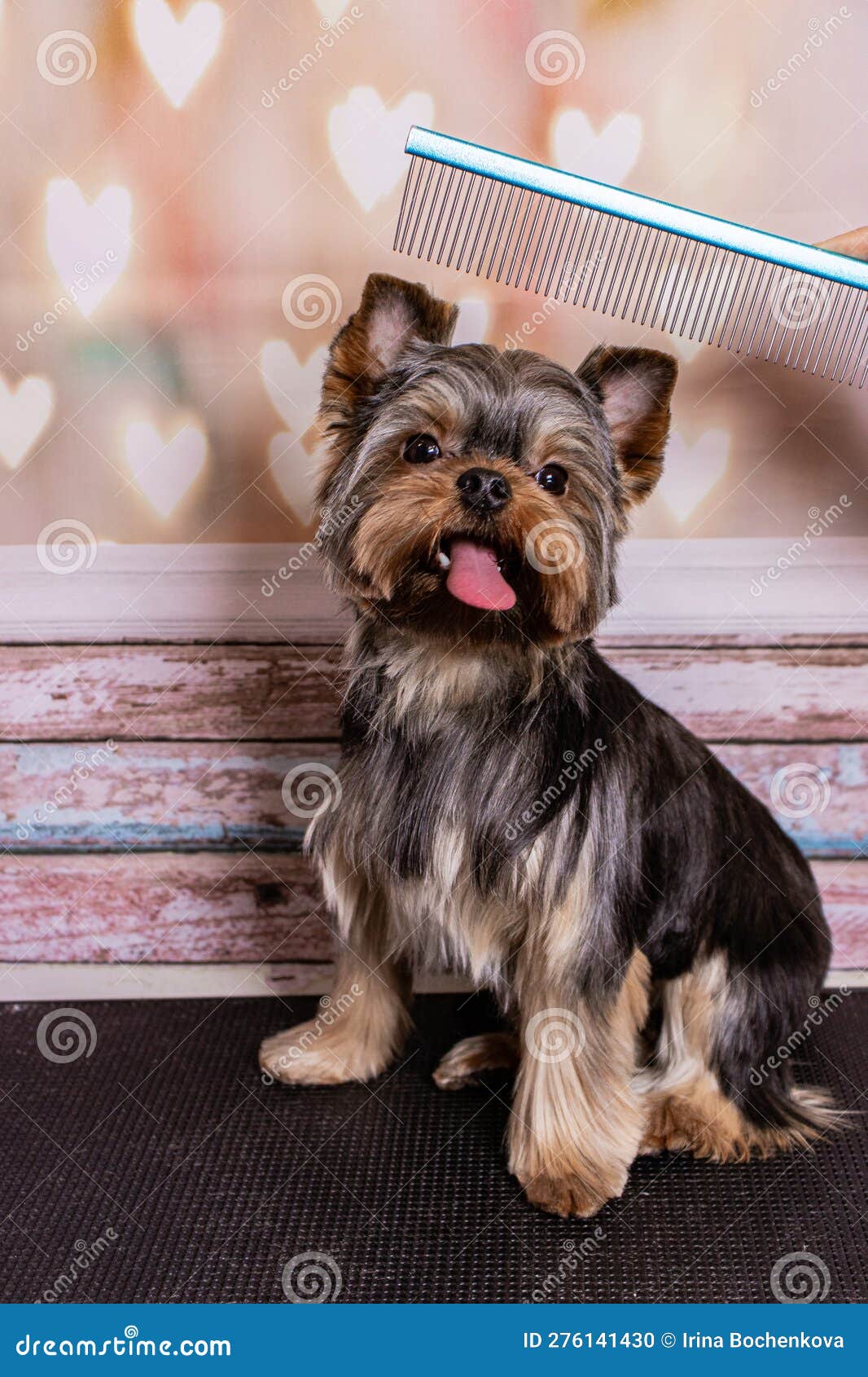 A Trimmed Yorkshire Terrier Sits on a Table Stock Photo - Image of hair ...