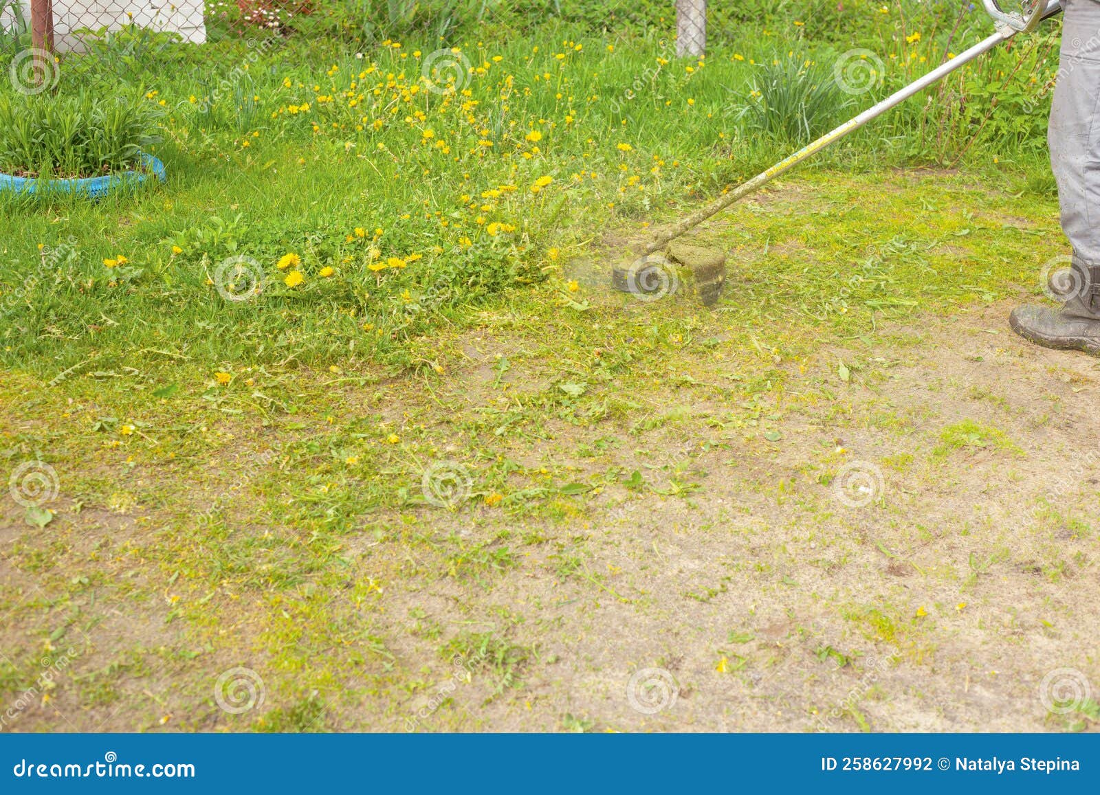 Trimmer Mow Grass in the Field in the Summer Stock Photo Image of