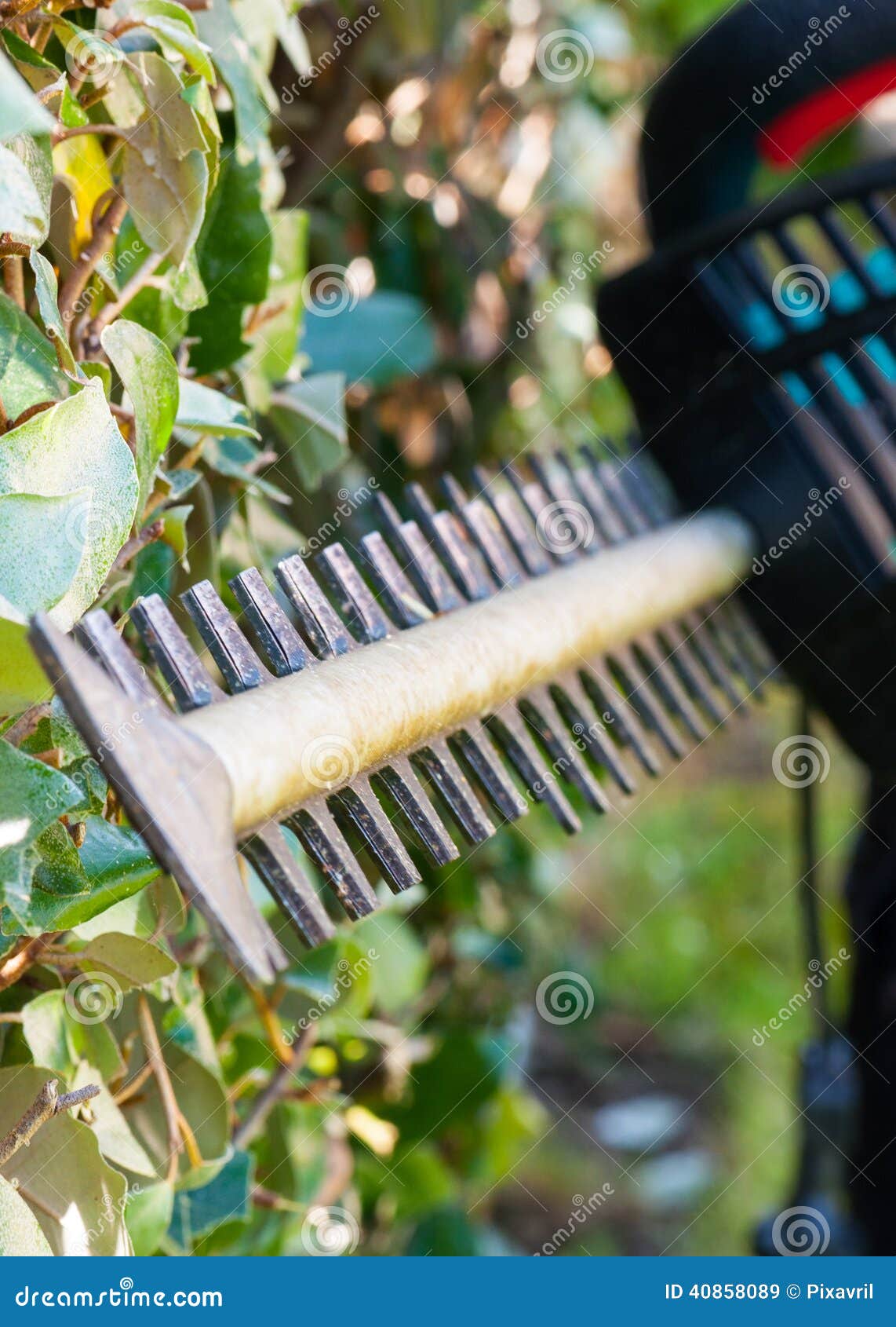 Trimming The Bushes Stock Image Image Of Summer Backyard