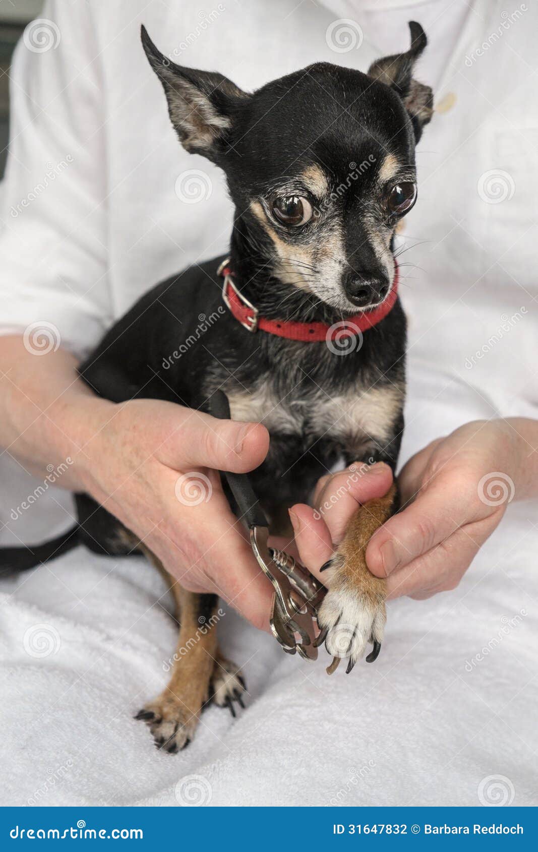 Trimming Chihuahua S Toenails Or Claws Stock Photo Image