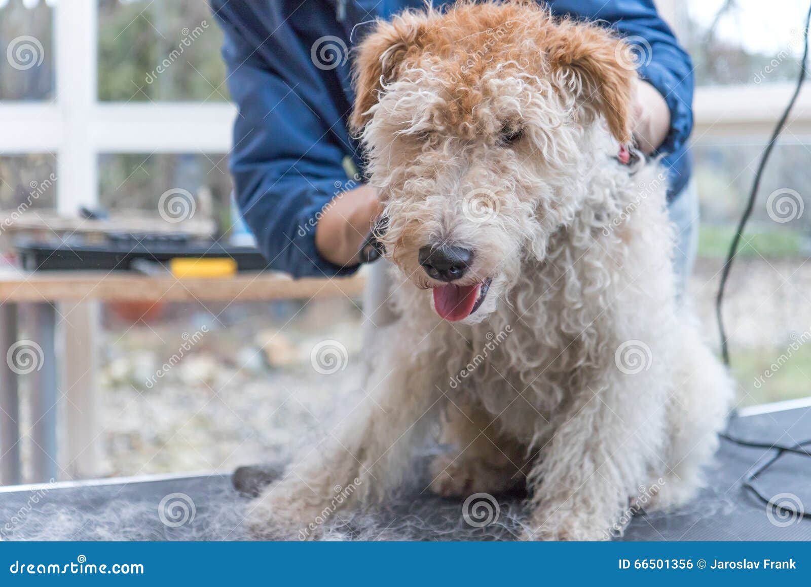 Irish Terrier Grooming Chart