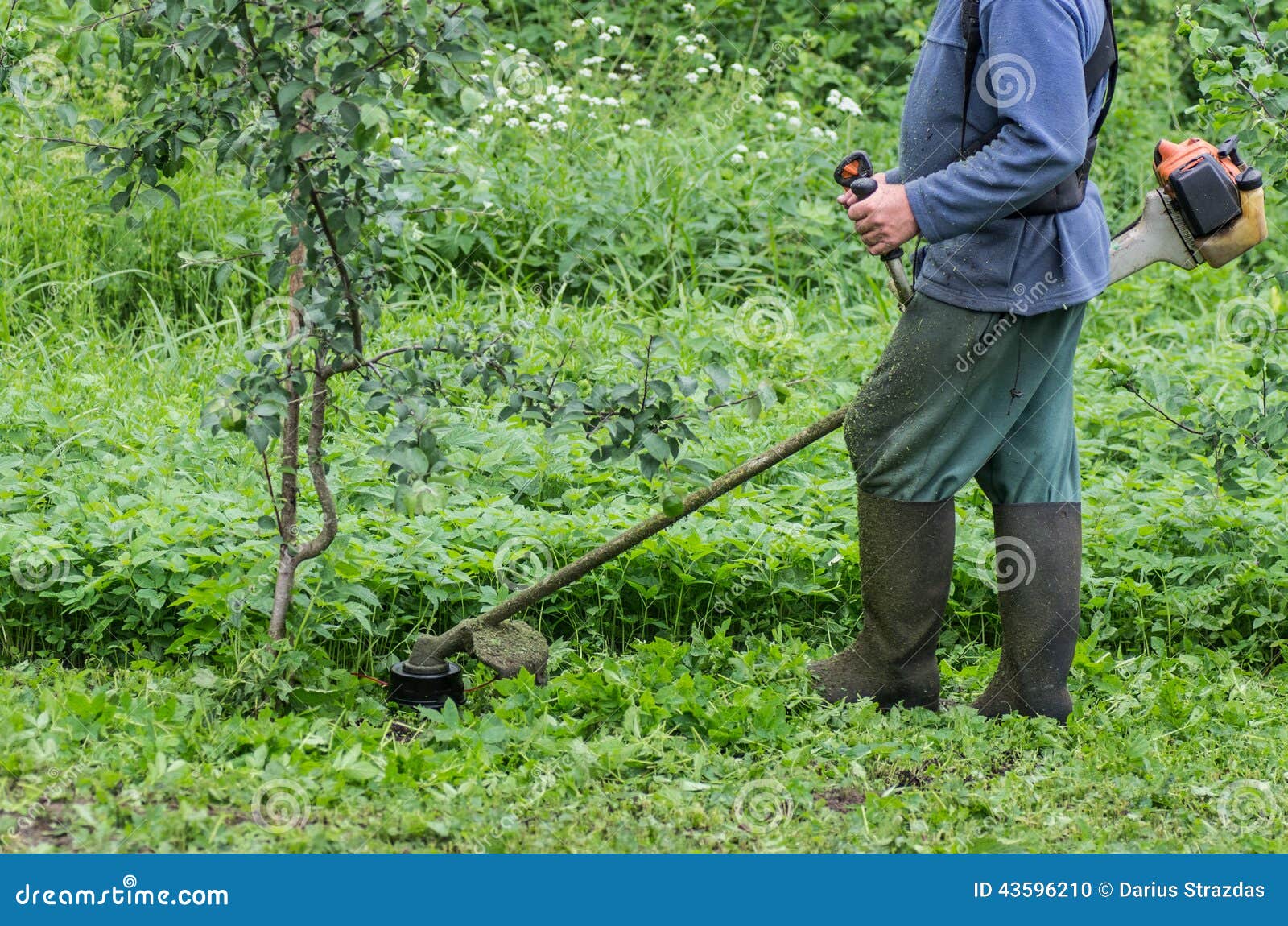 Trimming grass stock photo. Image of gardener, machine 43596210