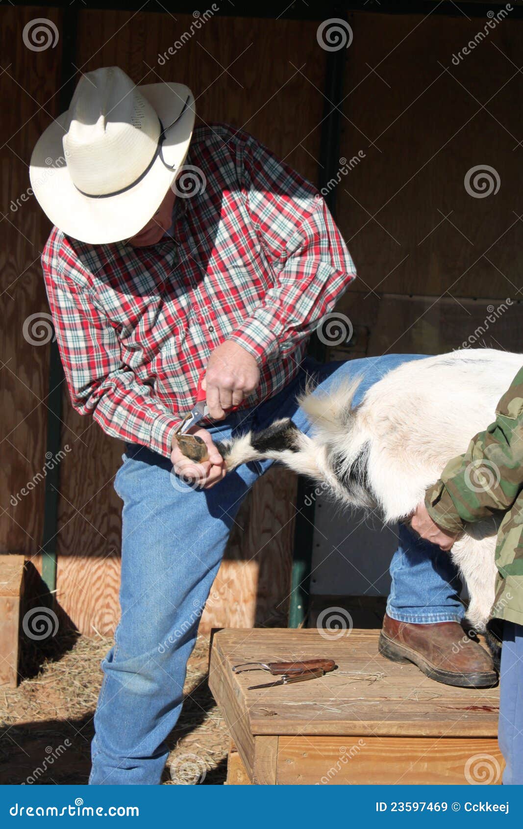 Trimming the Hoof stock image. Image of goat, veterinarian 23597469