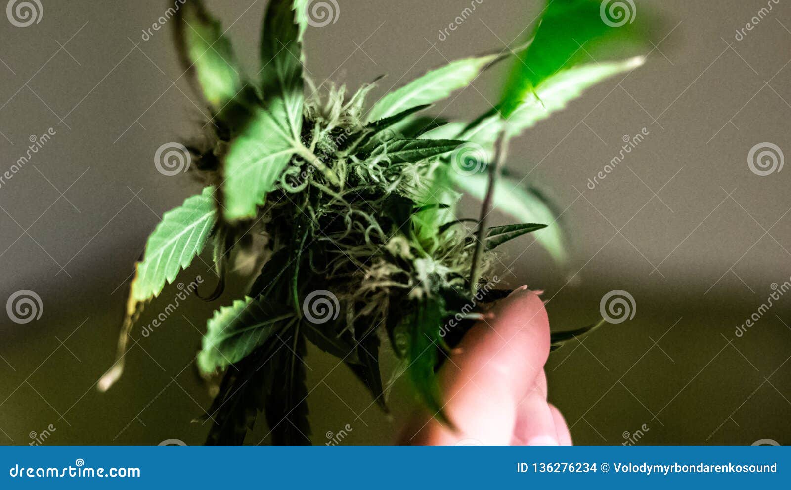 bud trimmer hd bud trimmer hd