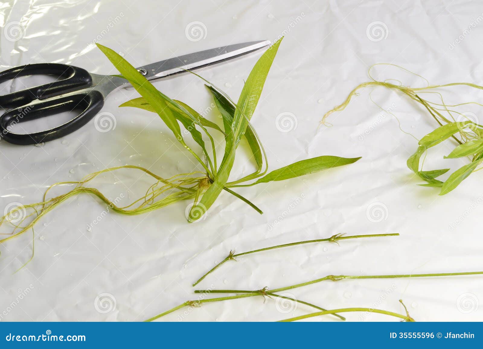 Trimming plant stock photo. Image of leafs, science, biology 35555596