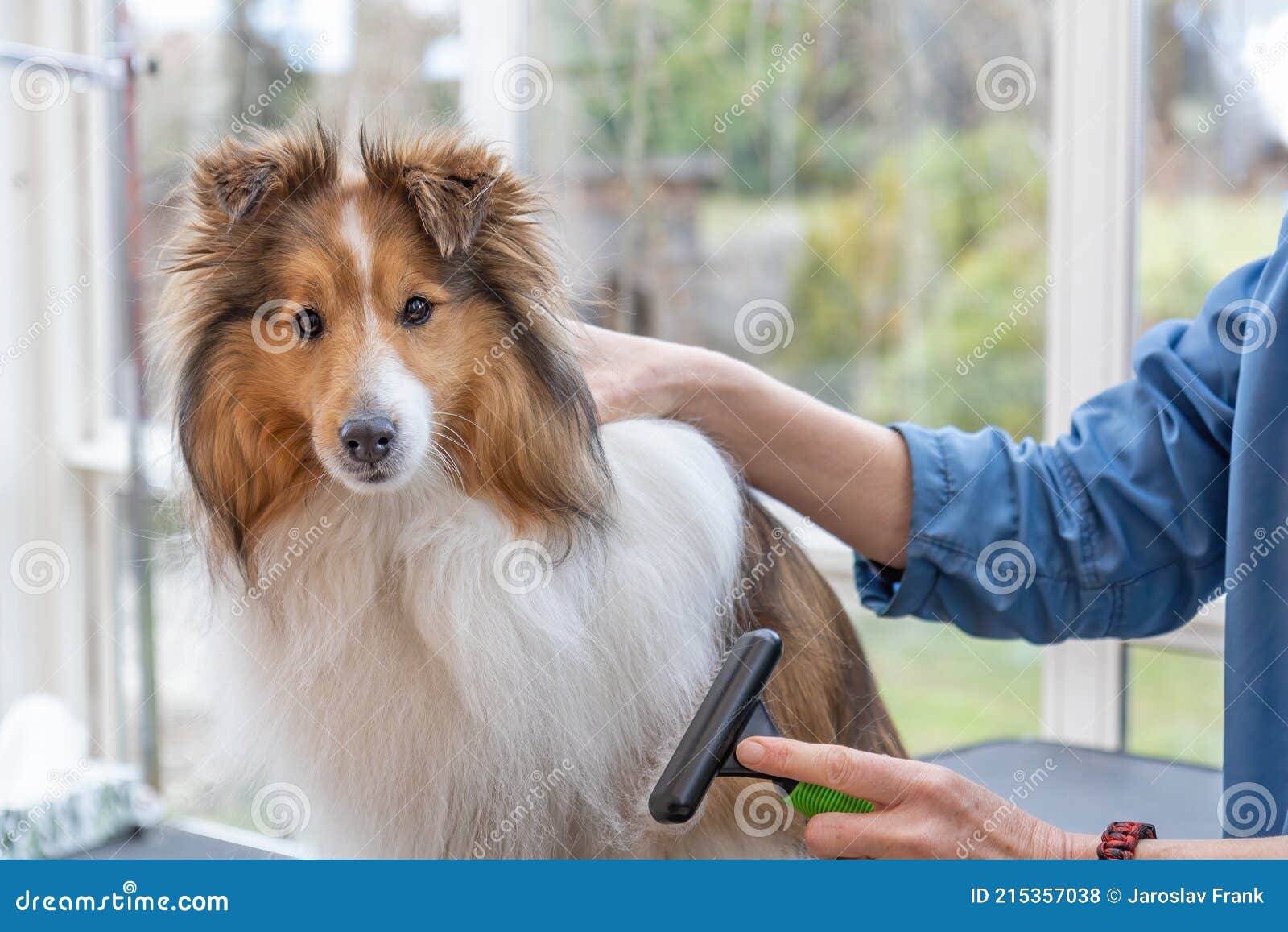 Trimming Sheltie Dog by Professional Brush Stock Photo Image of