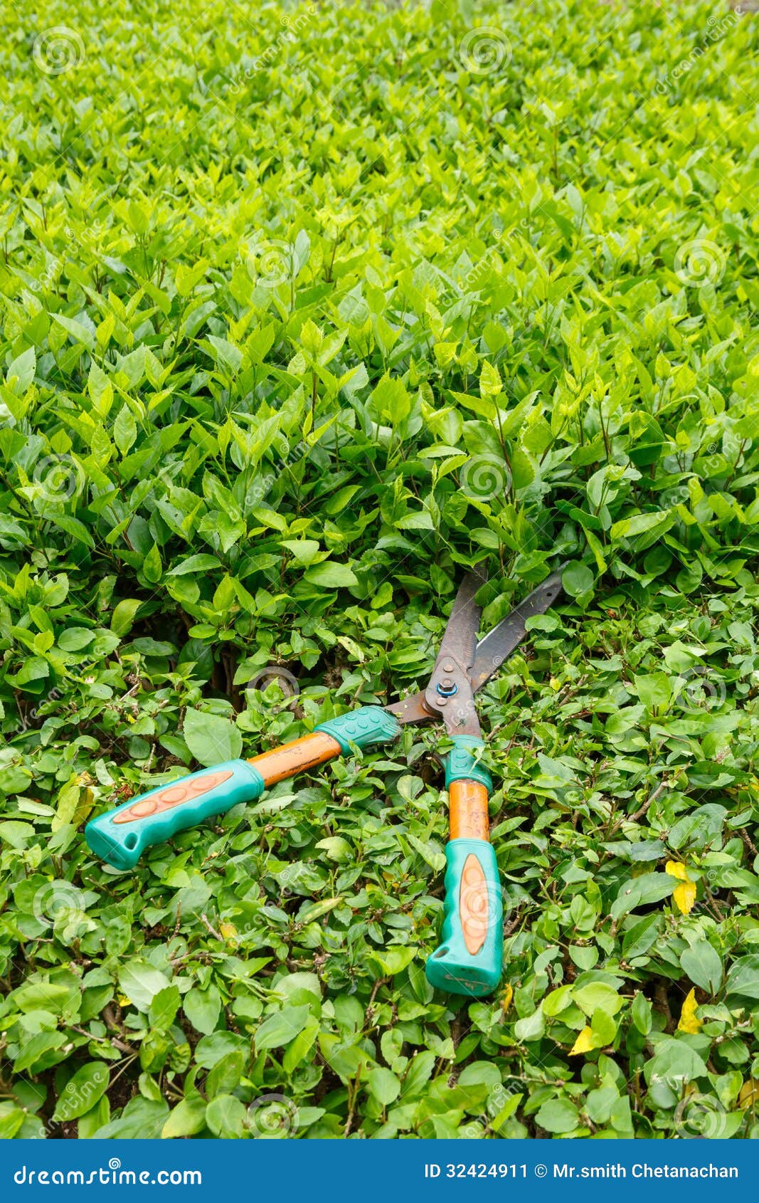 trimming shrubs scissors