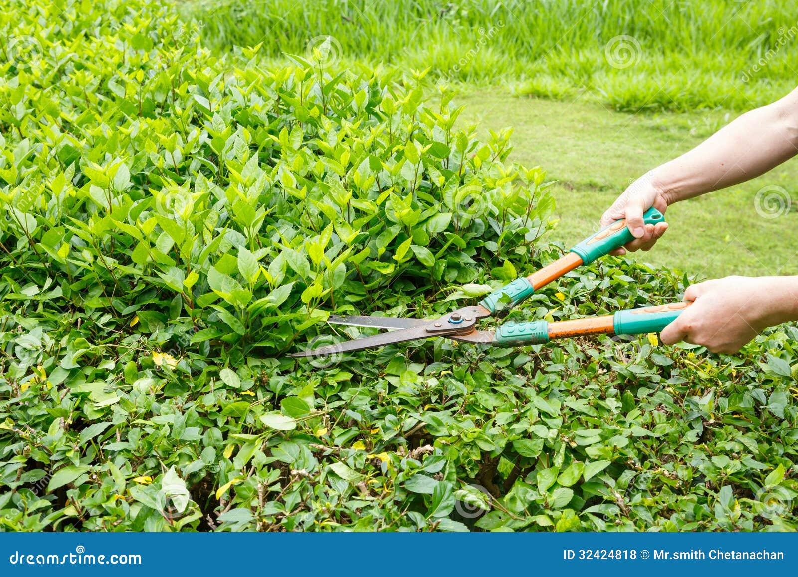 trimming shrubs scissors