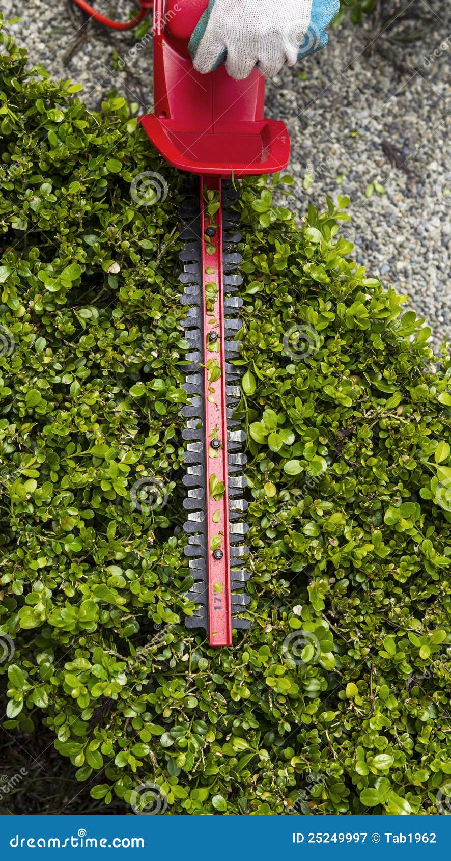 Trimming Top of Hedges with Hedger Tool Stock Image Image of house