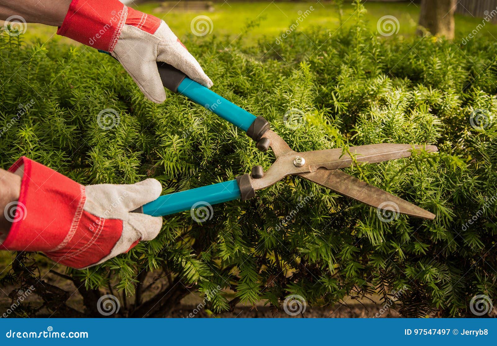 Trimming Yard Hedges stock image. Image of hedges, hand 97547497