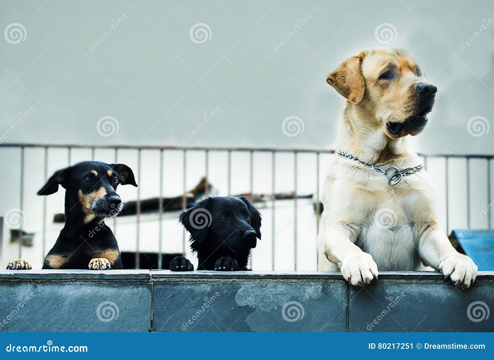 trio canino