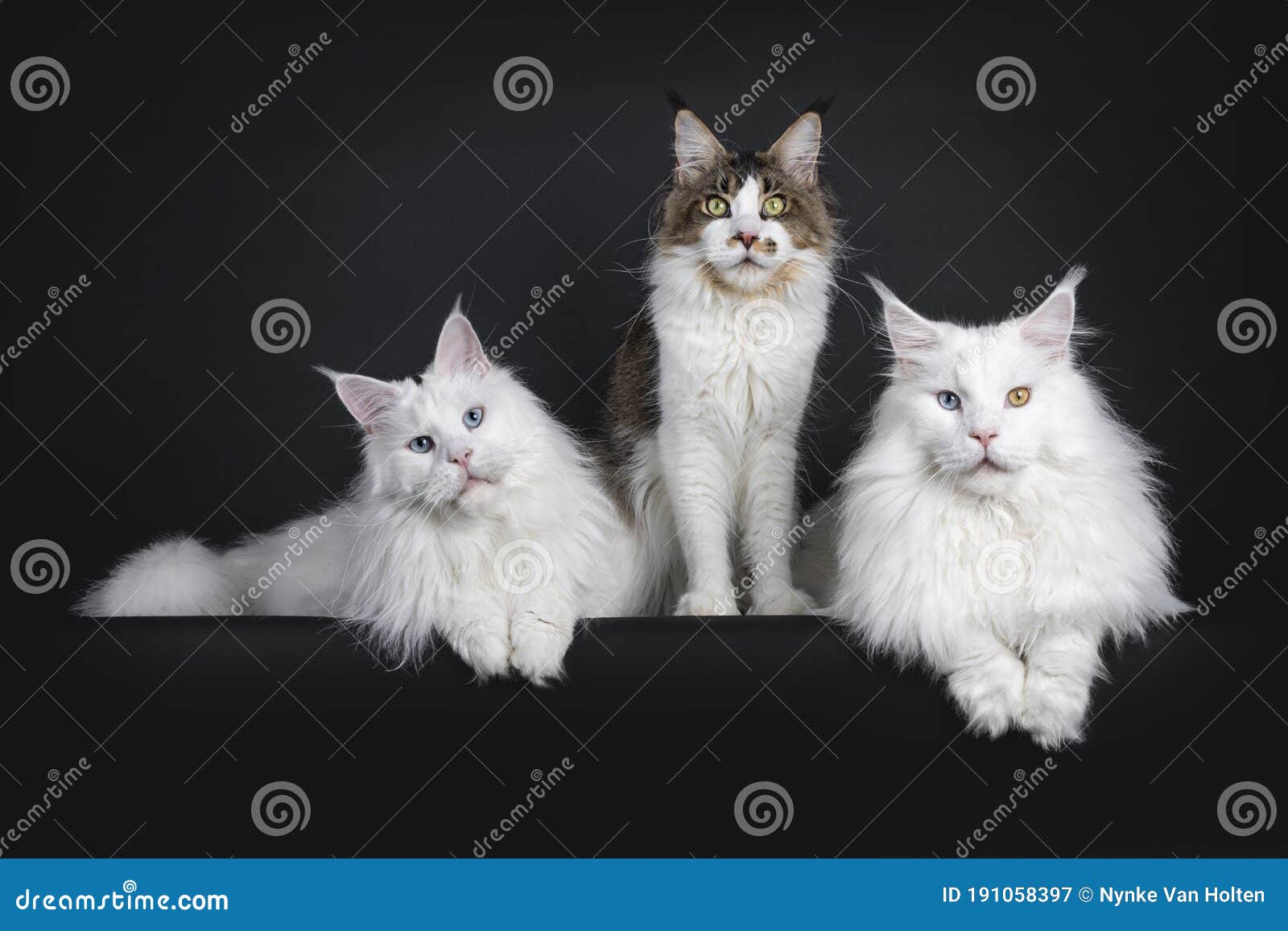 Trio Cats On Black Background Stock Image - Image of space, pets: 191058397